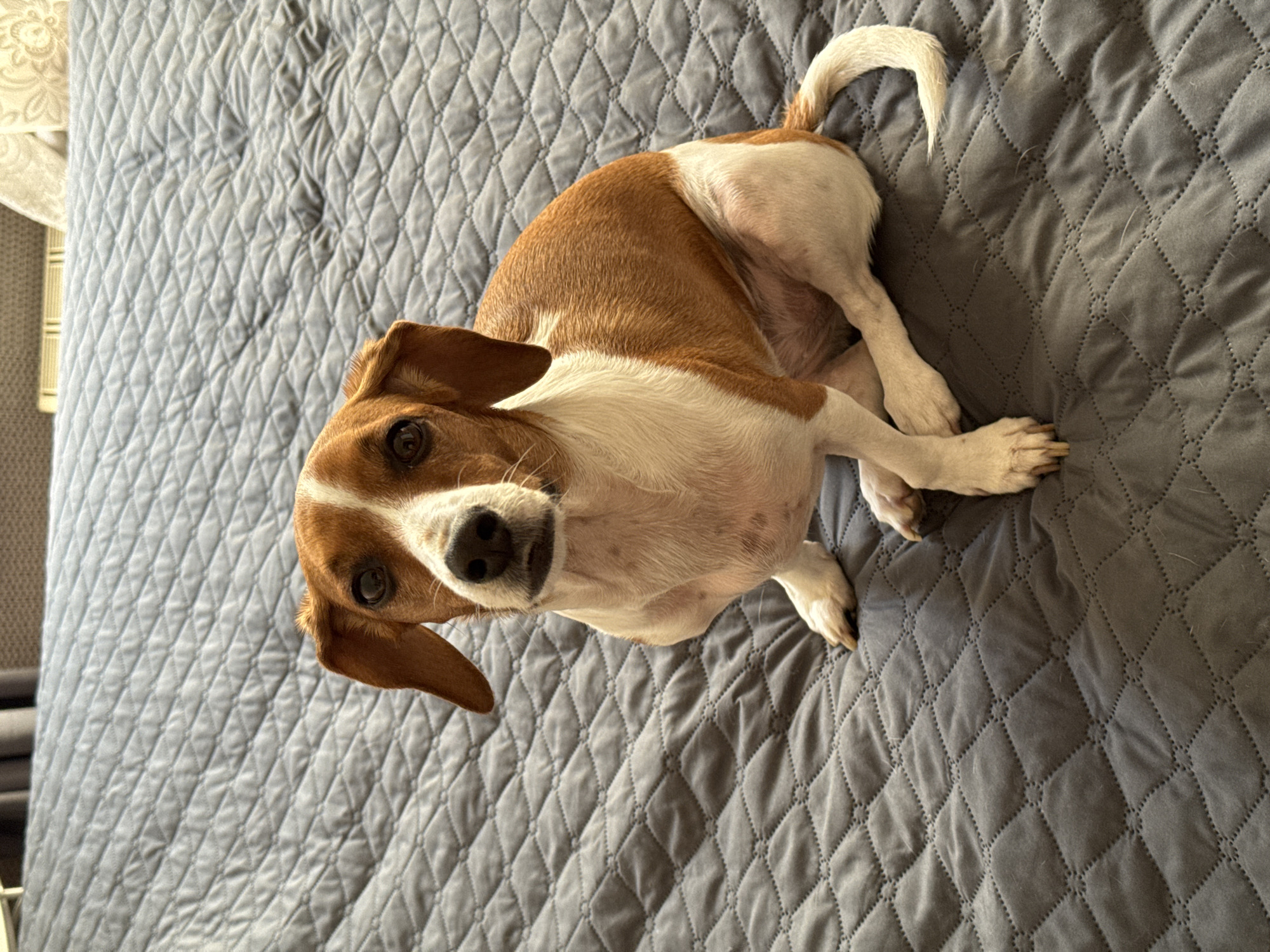 Dog rests on bedspread in Rodniki home