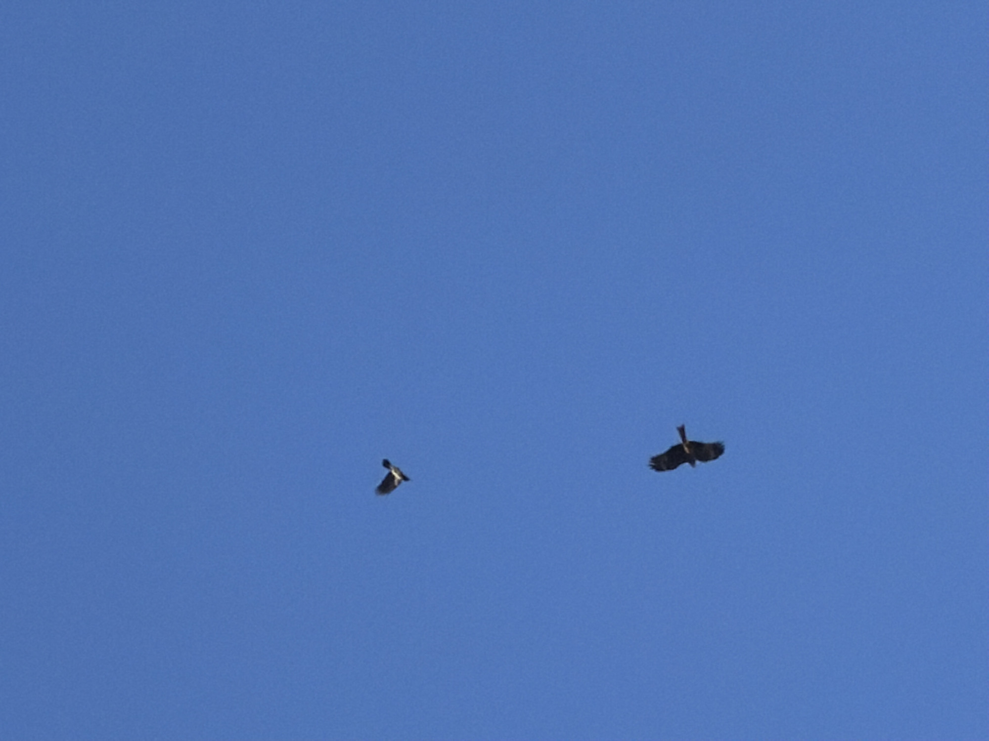 Birds observed flying over Votkinsk hydroelectric area in Russia