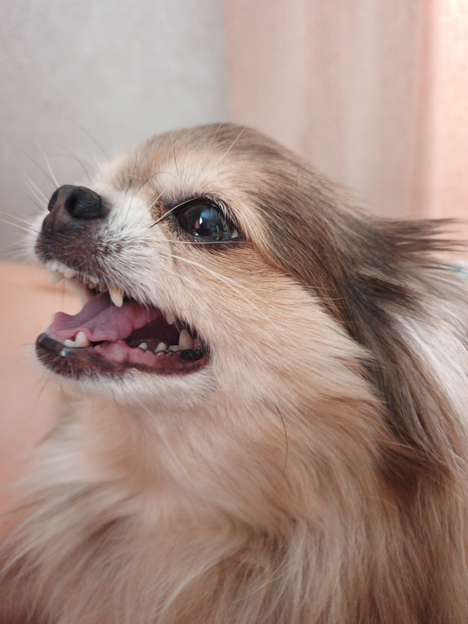 Chihuahua mix goofs around indoors in Medvedyovka