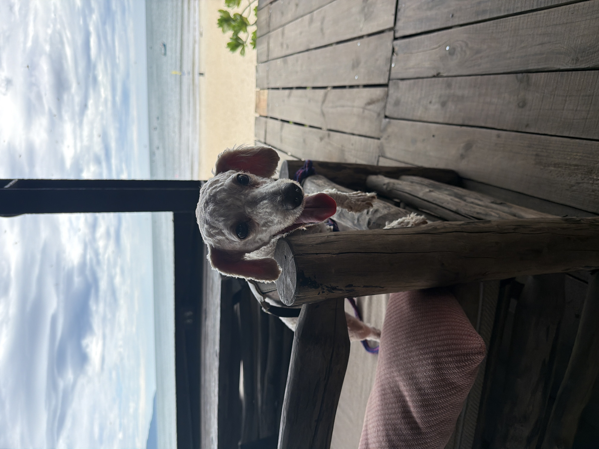 Poodle mix chills beachside in Đà Nẵng, tongue out