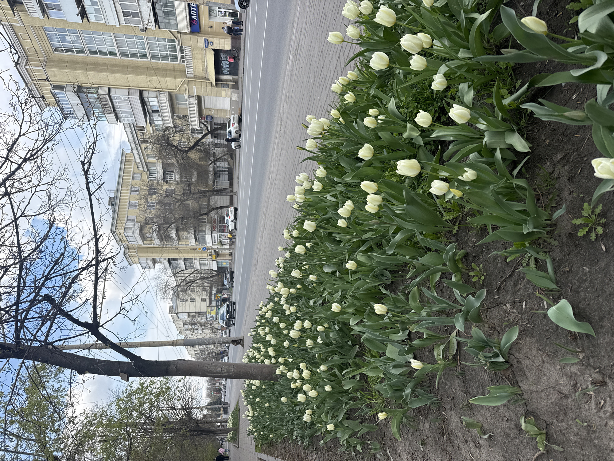 White tulips line street sidewalk in Rostov-on-Don