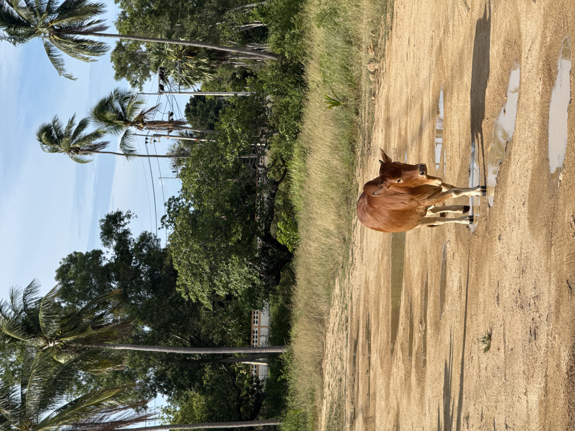 Cows, puddles, and a quiet morning on Ko Samui