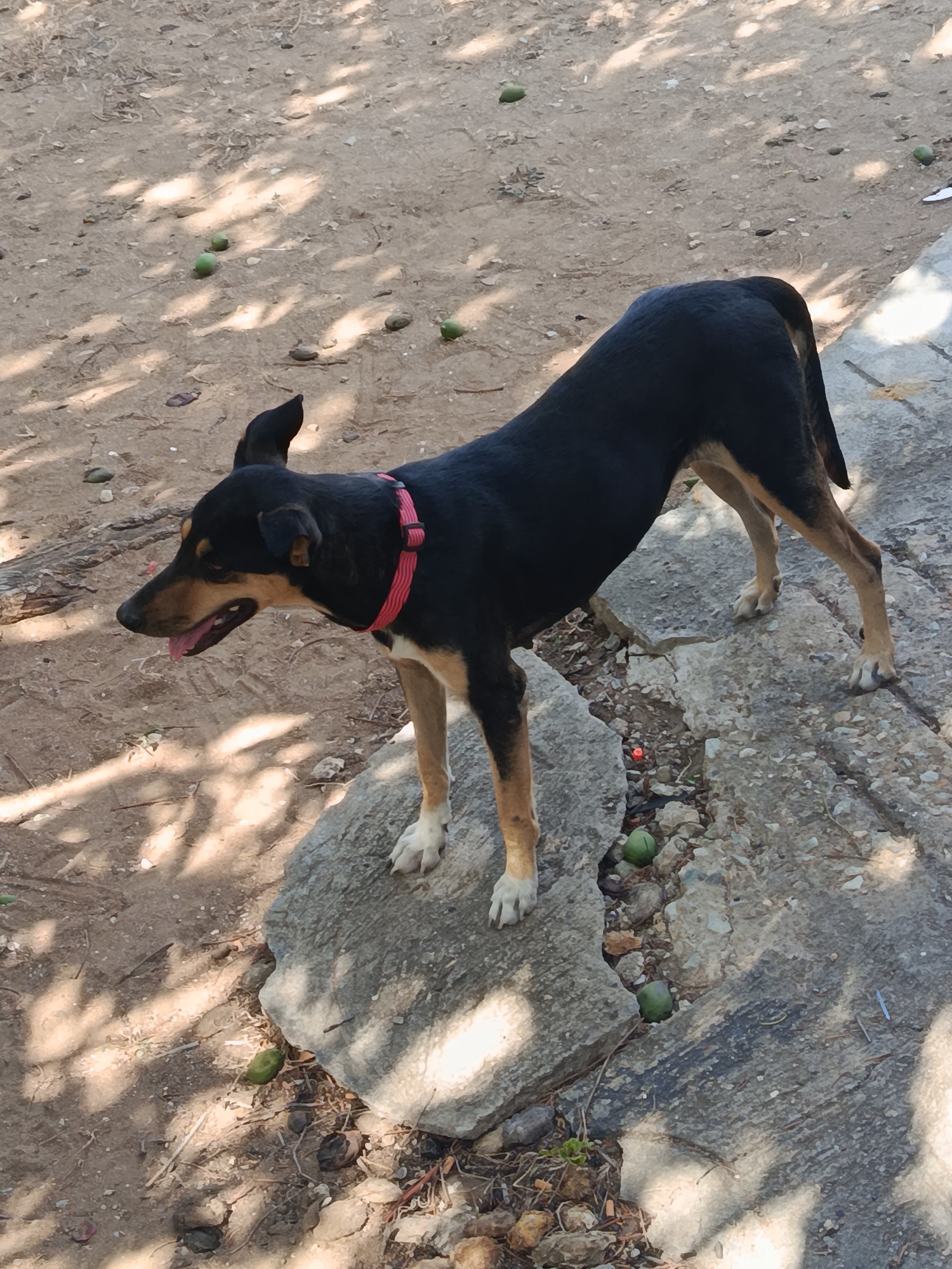 Dog accompanies metalwork session at Juan Griego patio gathering