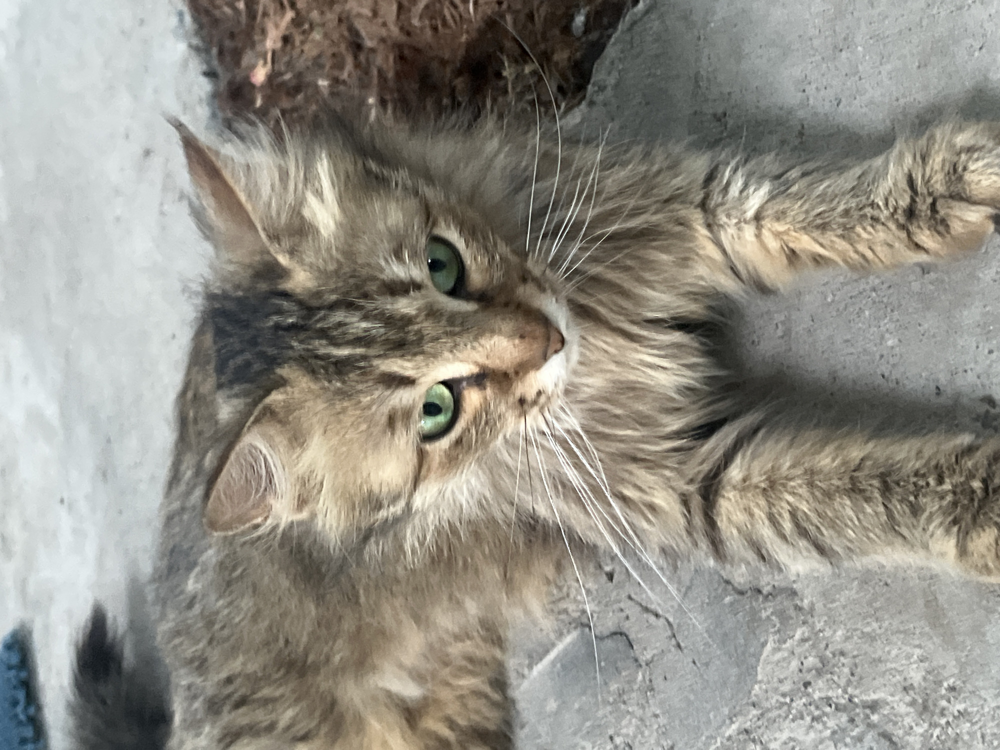 Cats resting at an outdoor feeding spot in Gladzor, Armenia