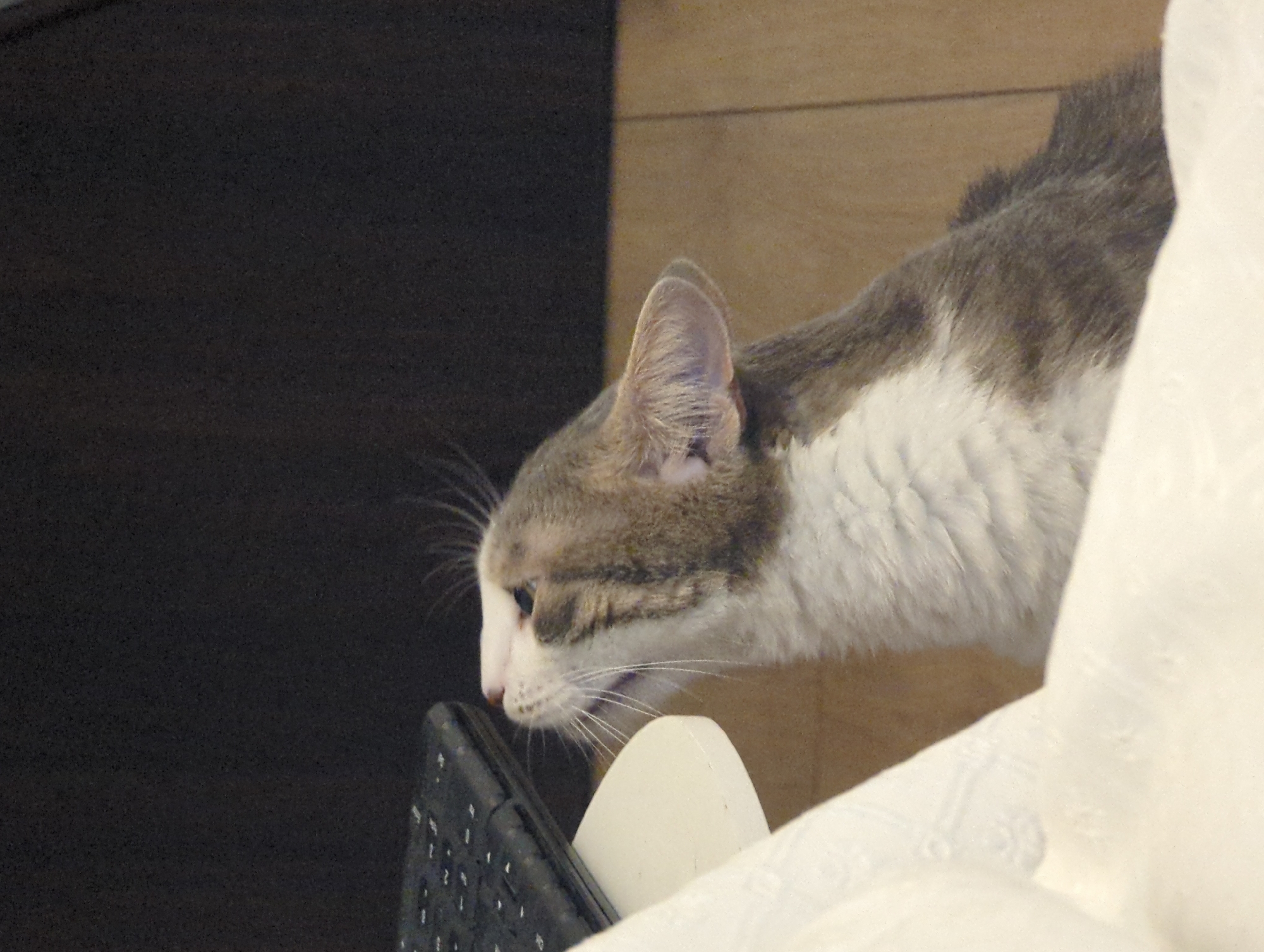 Cats at rest and alert around the house