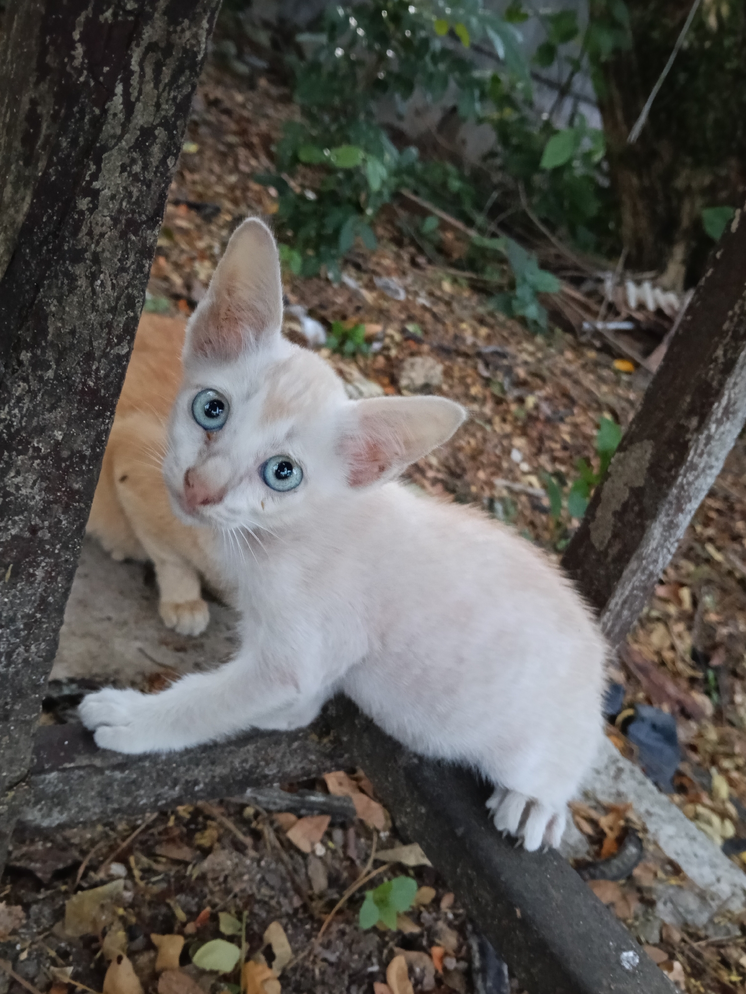 Blue-eyed kitten spotted on wooden beam in Lhokseumawe