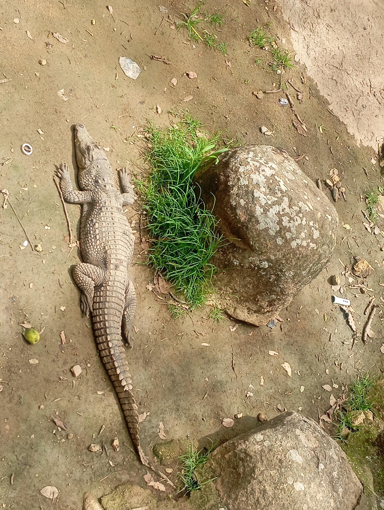 Zoo visit documented by witnesses in Jos, Nigeria