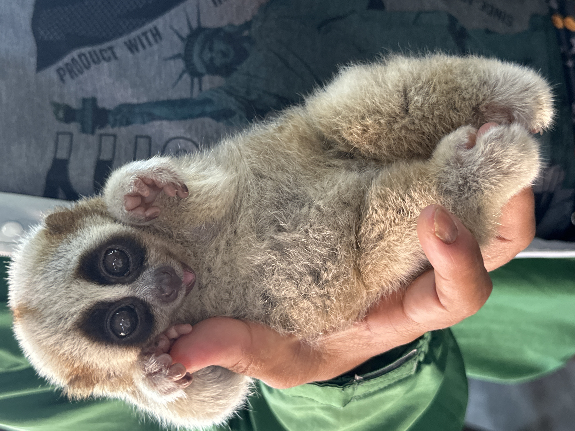 Slow loris handled by person in Damnoen Saduak, Thailand