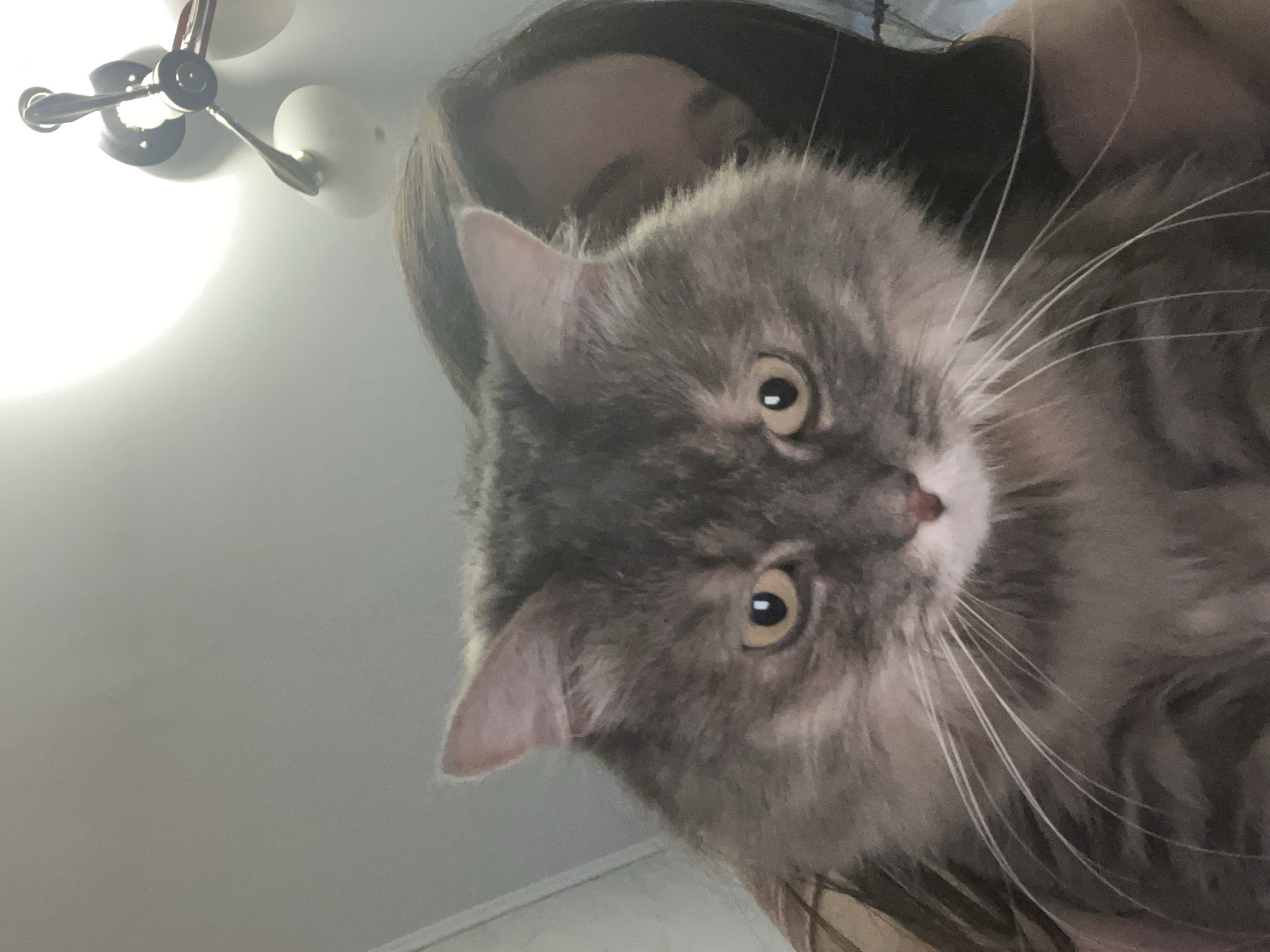 Lazy afternoon in Kyiv: a gray cat steals the show