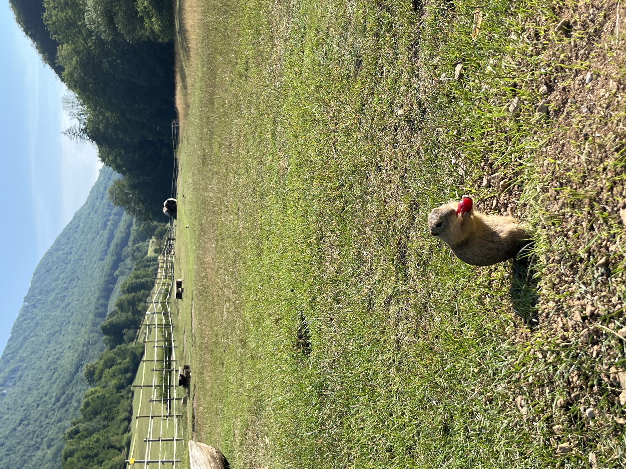 Hat-wearing ground squirrel snacks on berries in Slovak field