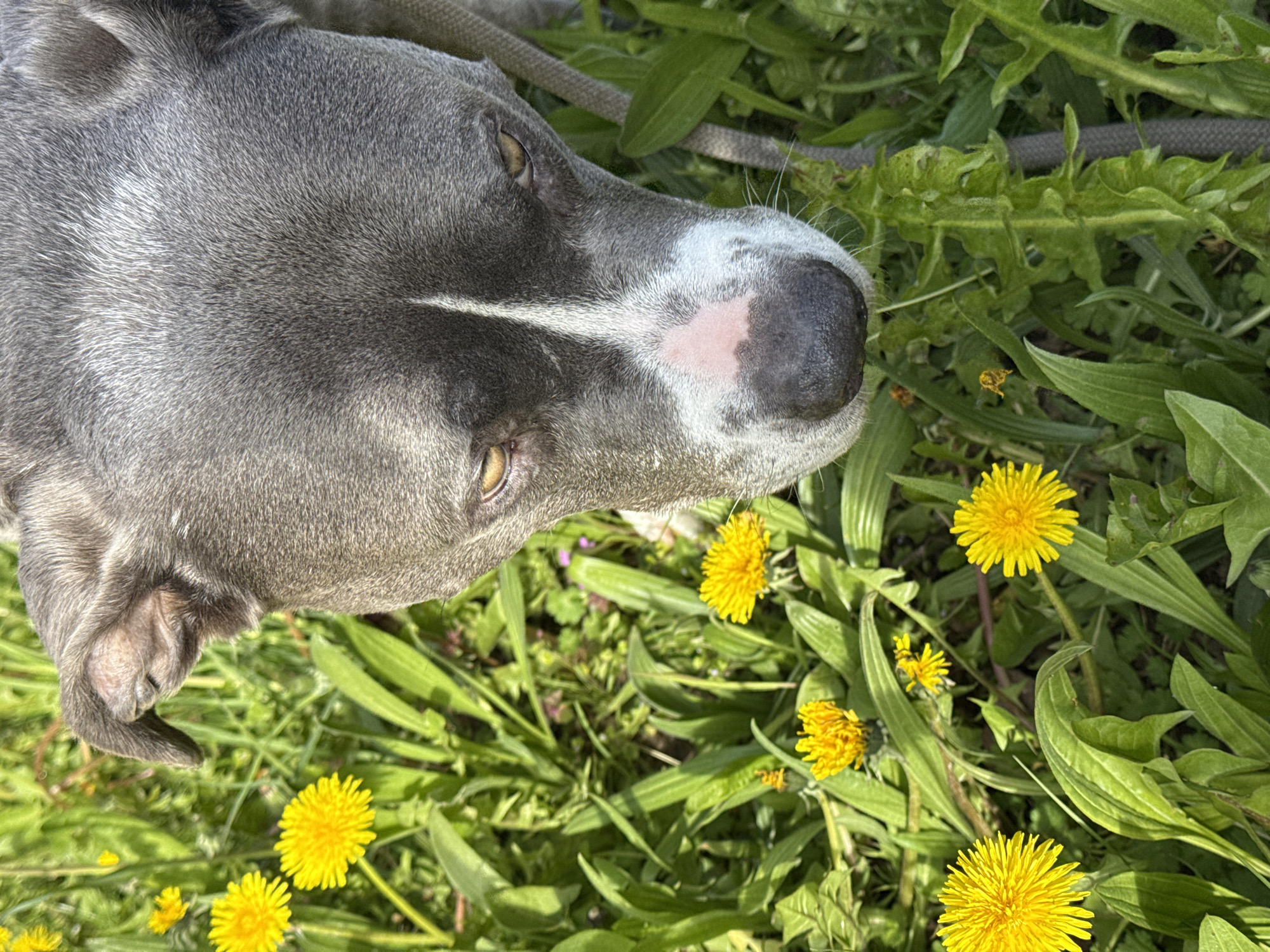 Spring dog walk documented in Esch-sur-Alzette, Luxembourg