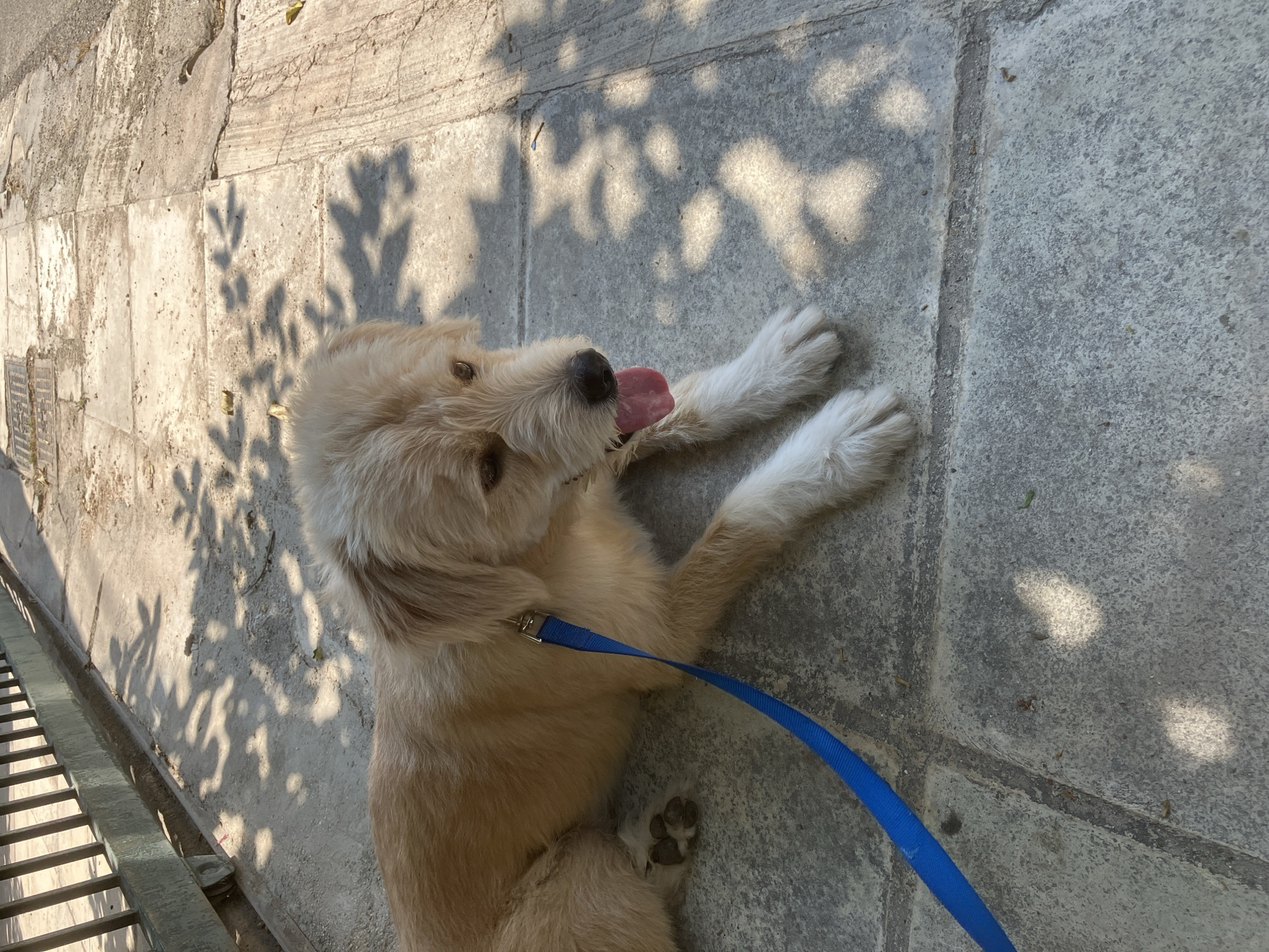 Dog takes a break on a Paleo Faliro sidewalk, mid-morning.