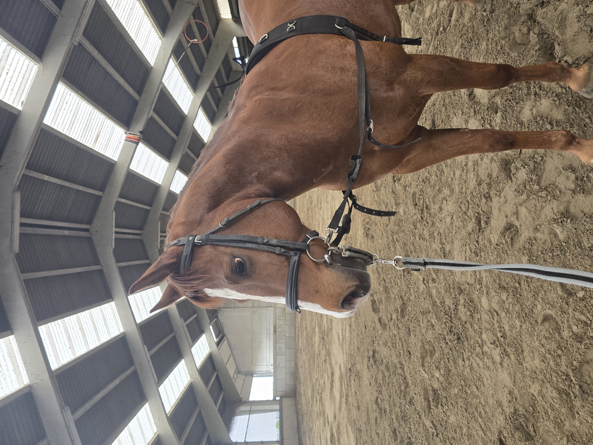 Horse training session documented at indoor arena in Belgium