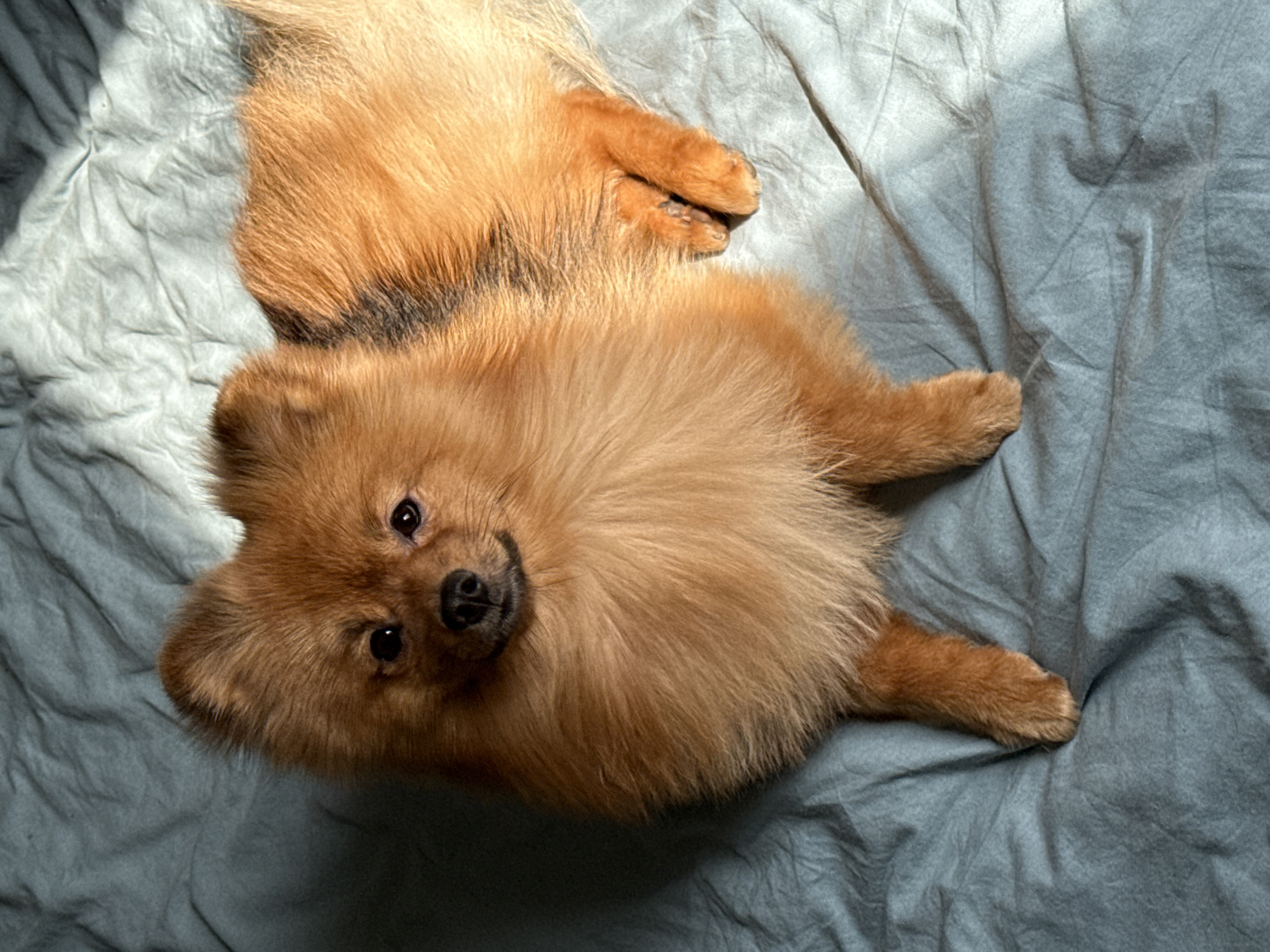 Pomeranian dog rests on bed in Khimki bedroom