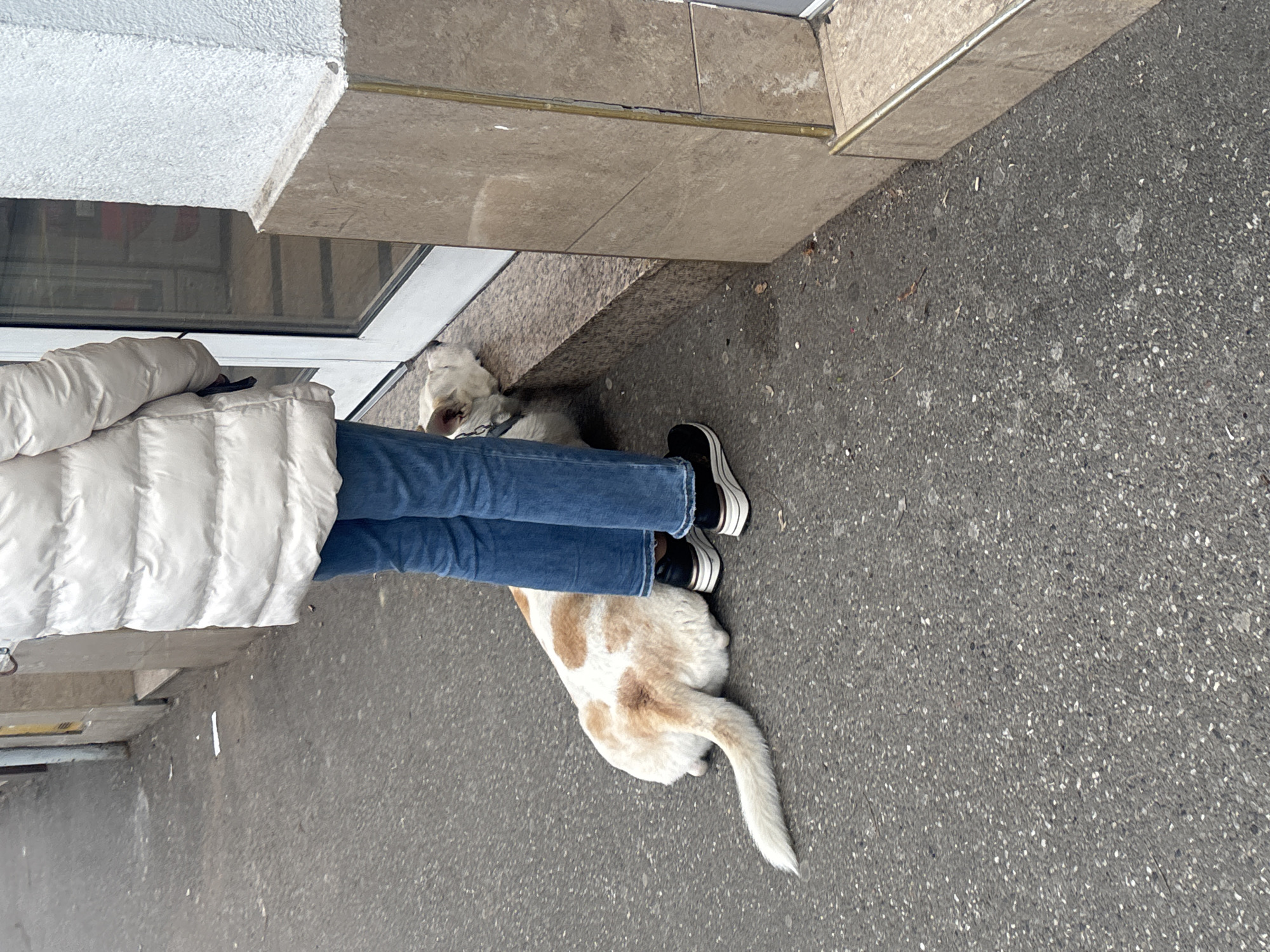 Zagreb resident enjoys Italian dining experience with dog companion