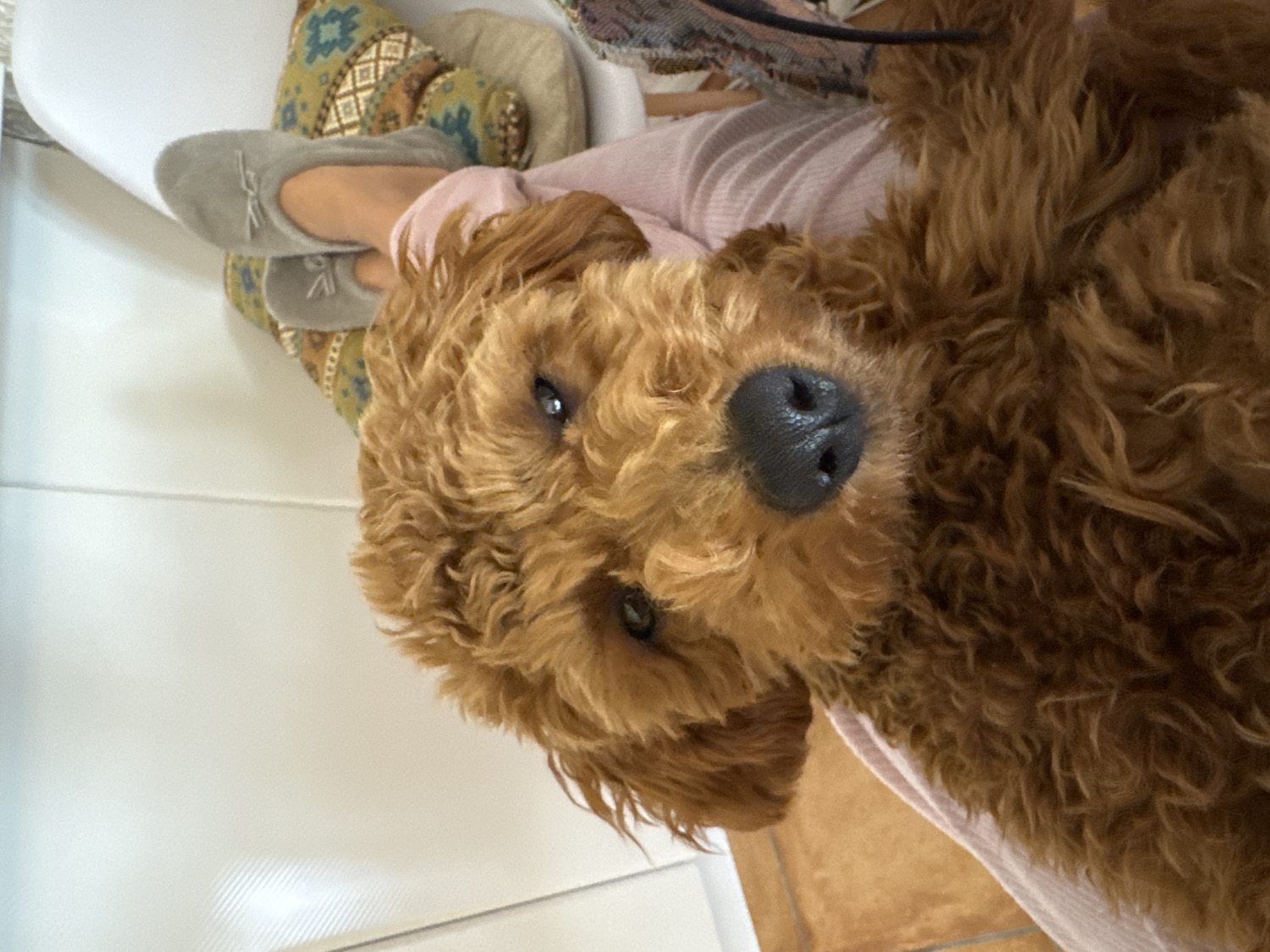Dog spends quiet morning at home in Montenegro