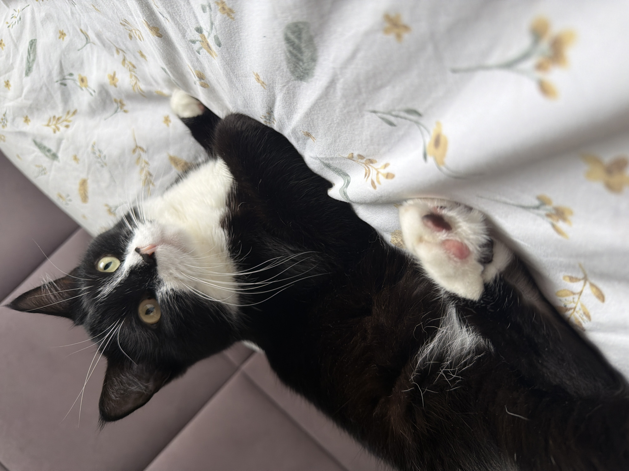 Tuxedo cat owns the bed in Chekhov, Russia