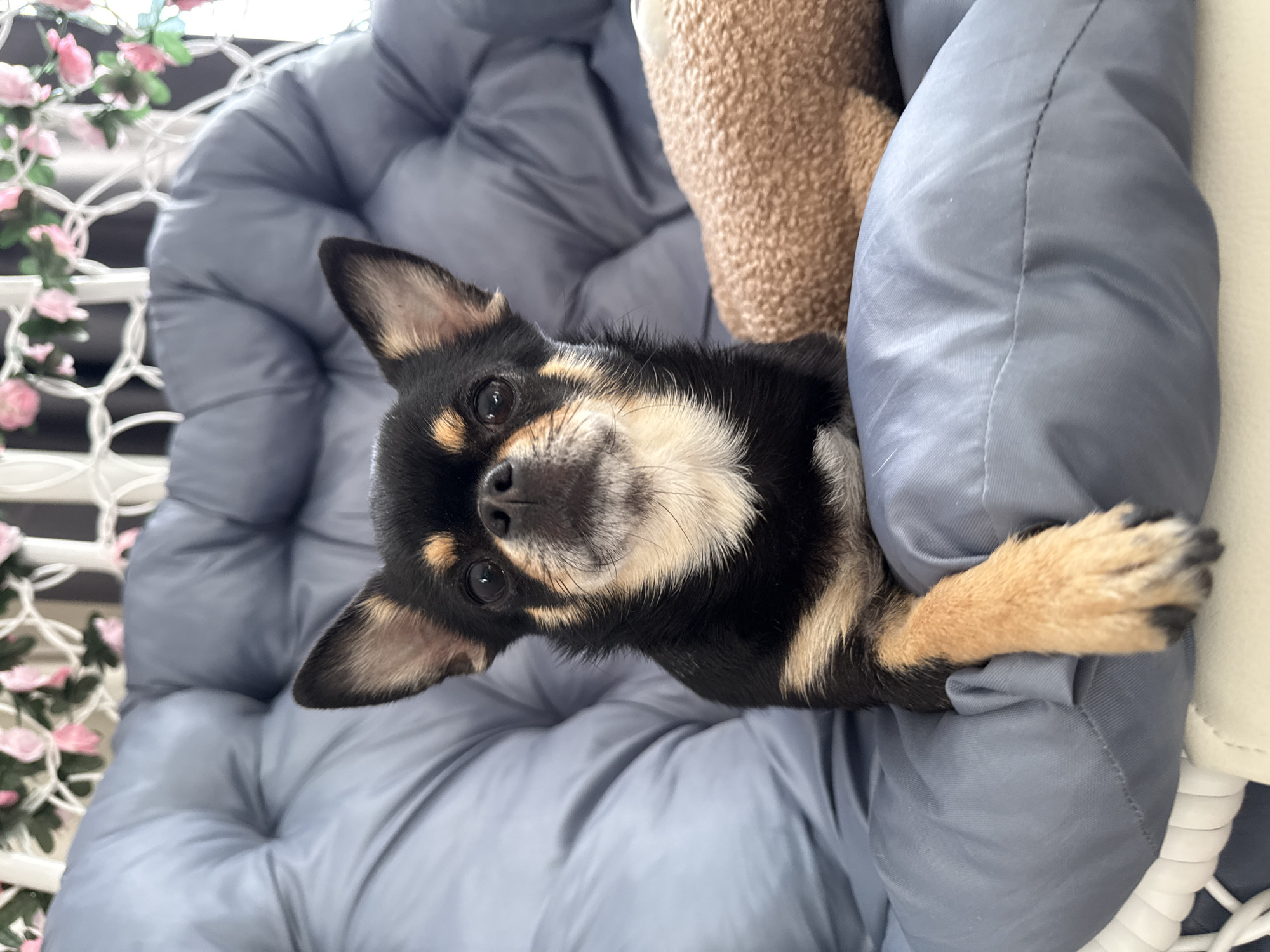 Chihuahua lounging across cozy indoor spots in Russia