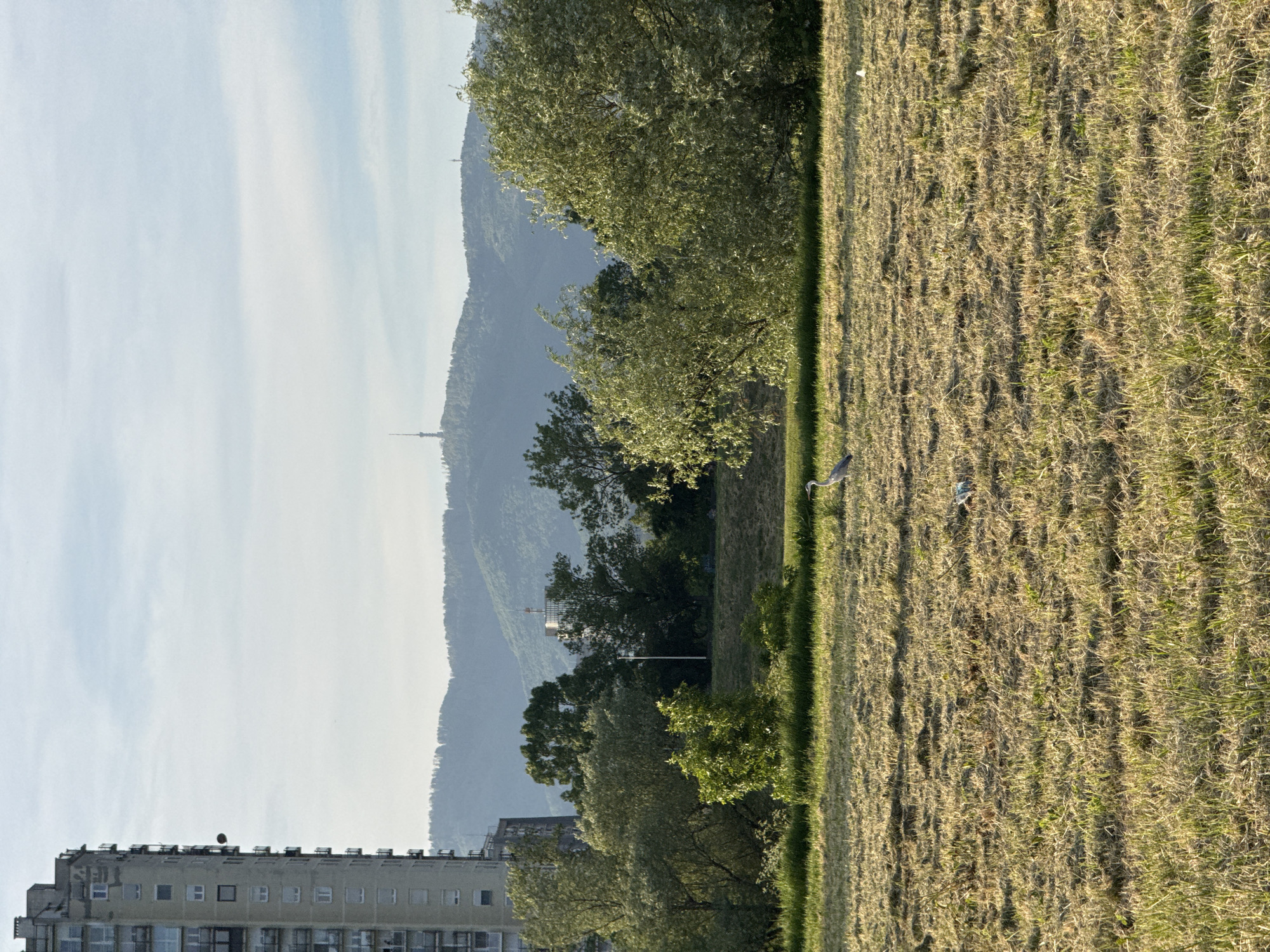 Two gray herons spotted in Zagreb urban grassland