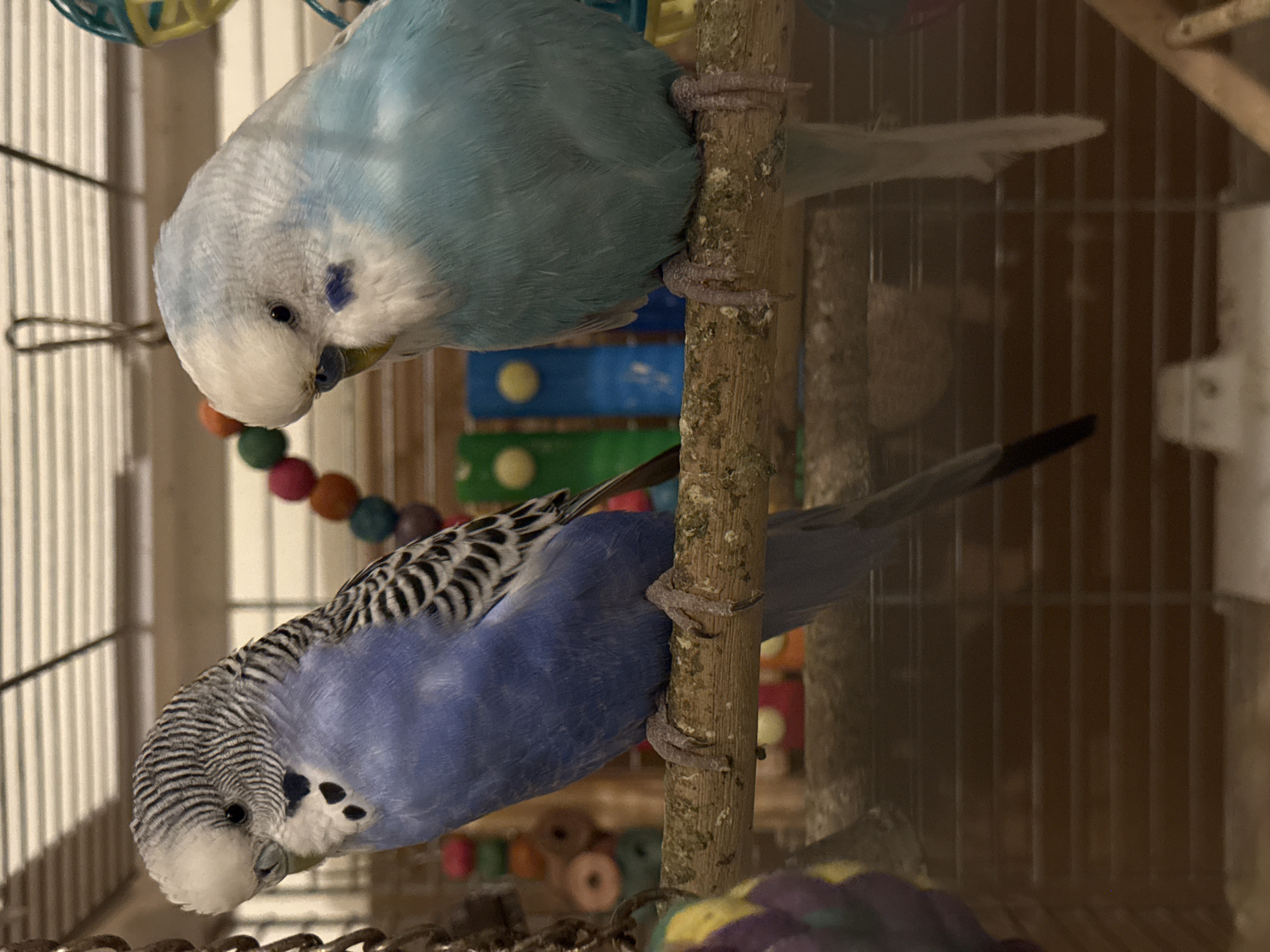 Budgerigars at rest inside their cages, up close