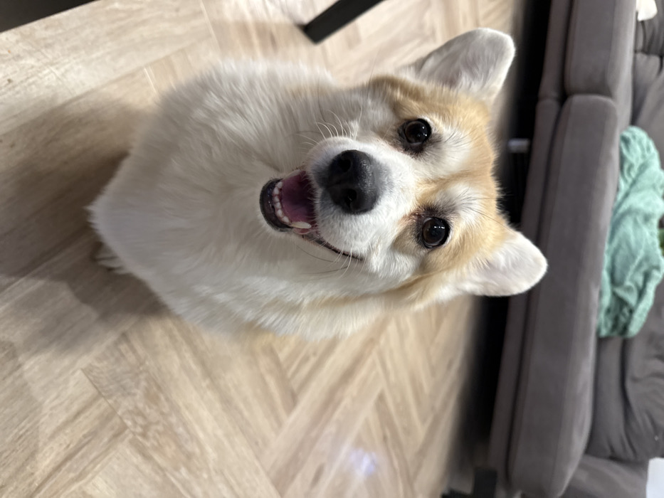 Corgi photo session documented overnight in Krasnoyarsk home