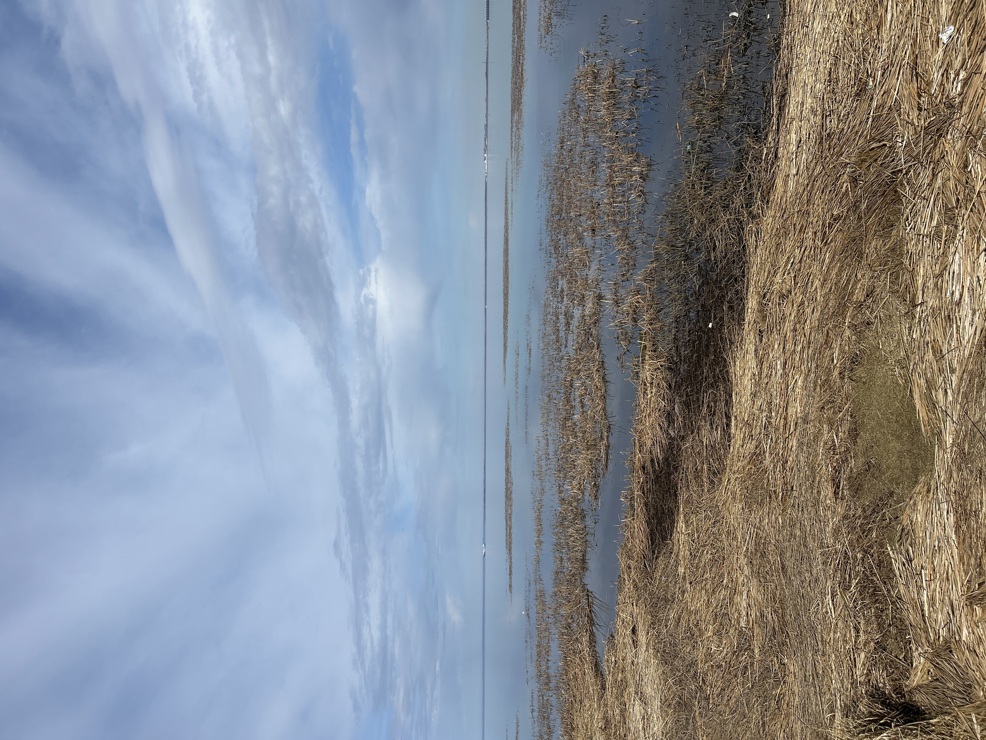 Vehicle journey through wetland landscape documented by witness
