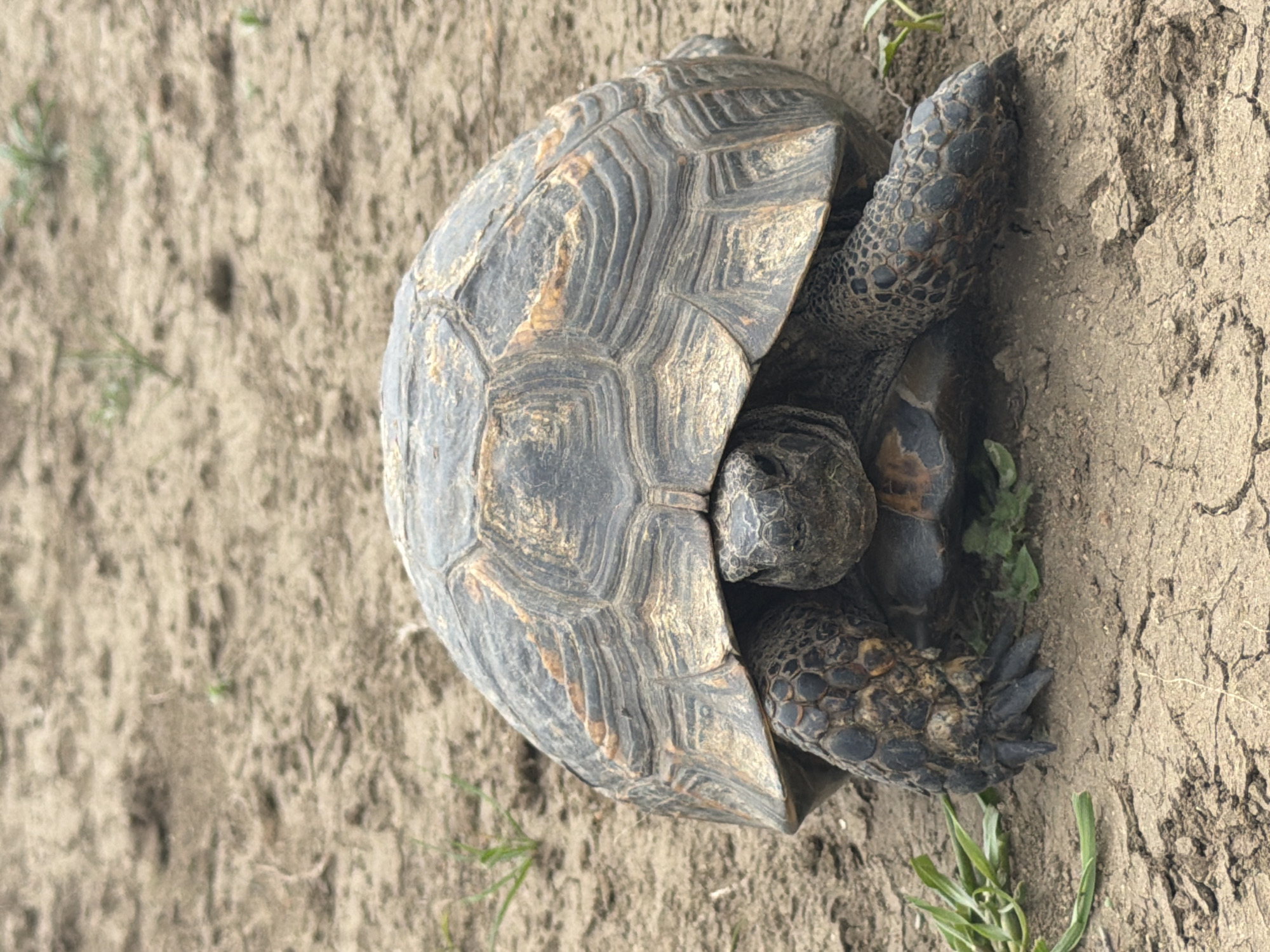 Tortoise spotted on dry ground in Georgian countryside