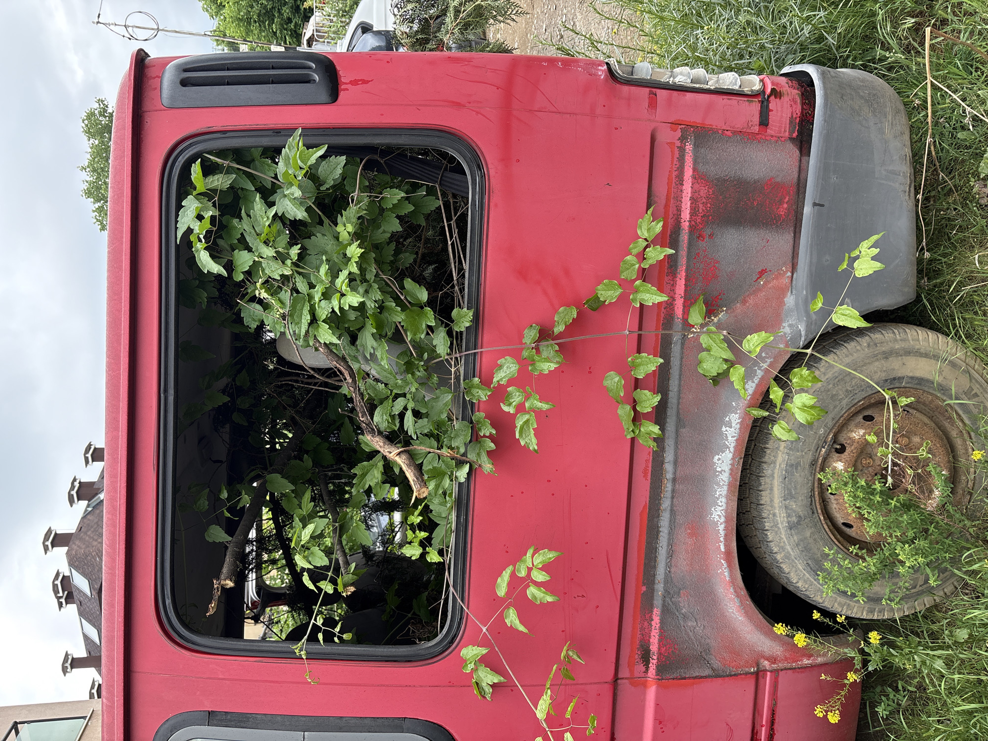 Abandoned vehicles overgrown with vegetation spotted in Sofia