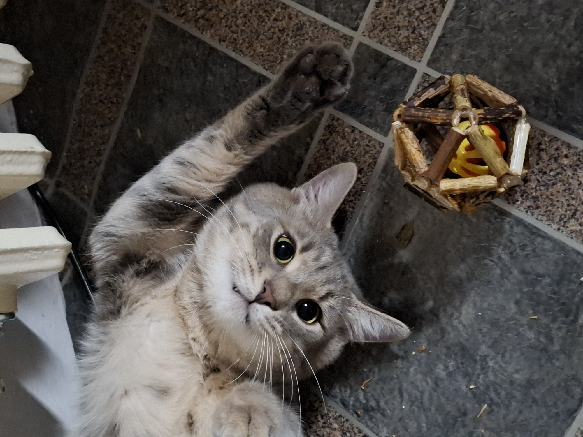 Tabby cat photographed in multiple poses in Novi Sad