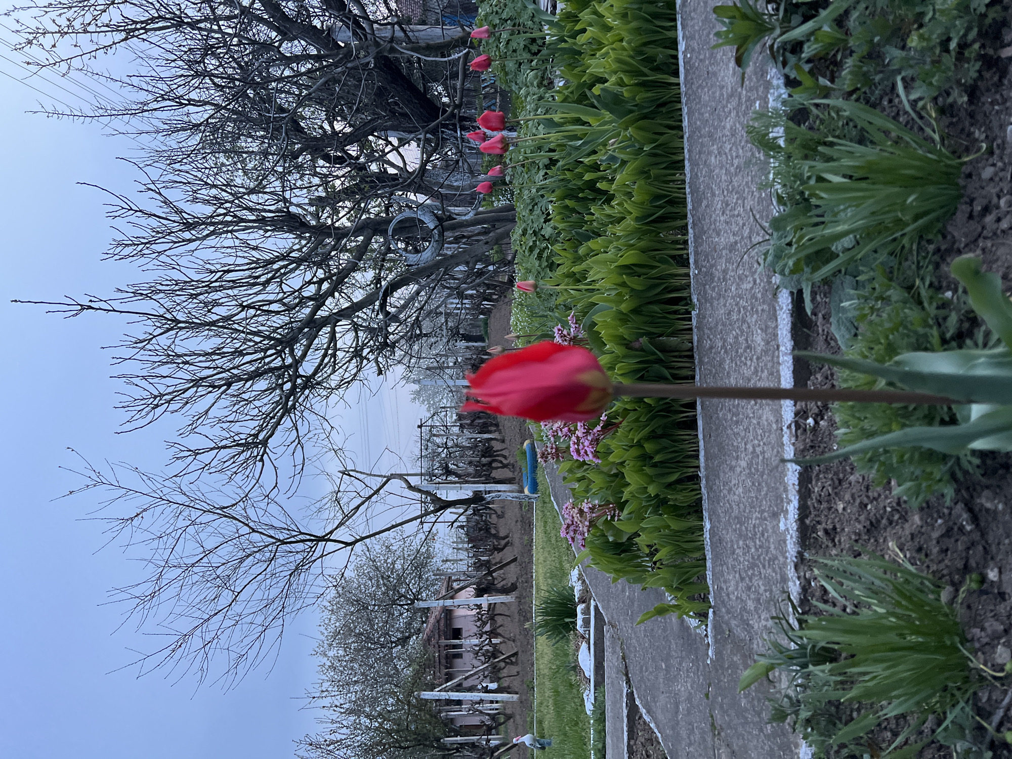 Spring garden with tulips and ornaments spotted in Lyubenovo