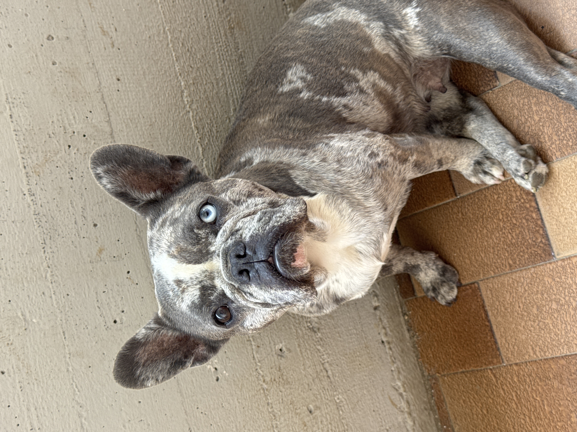 French Bulldogs at home in San Benedetto del Tronto