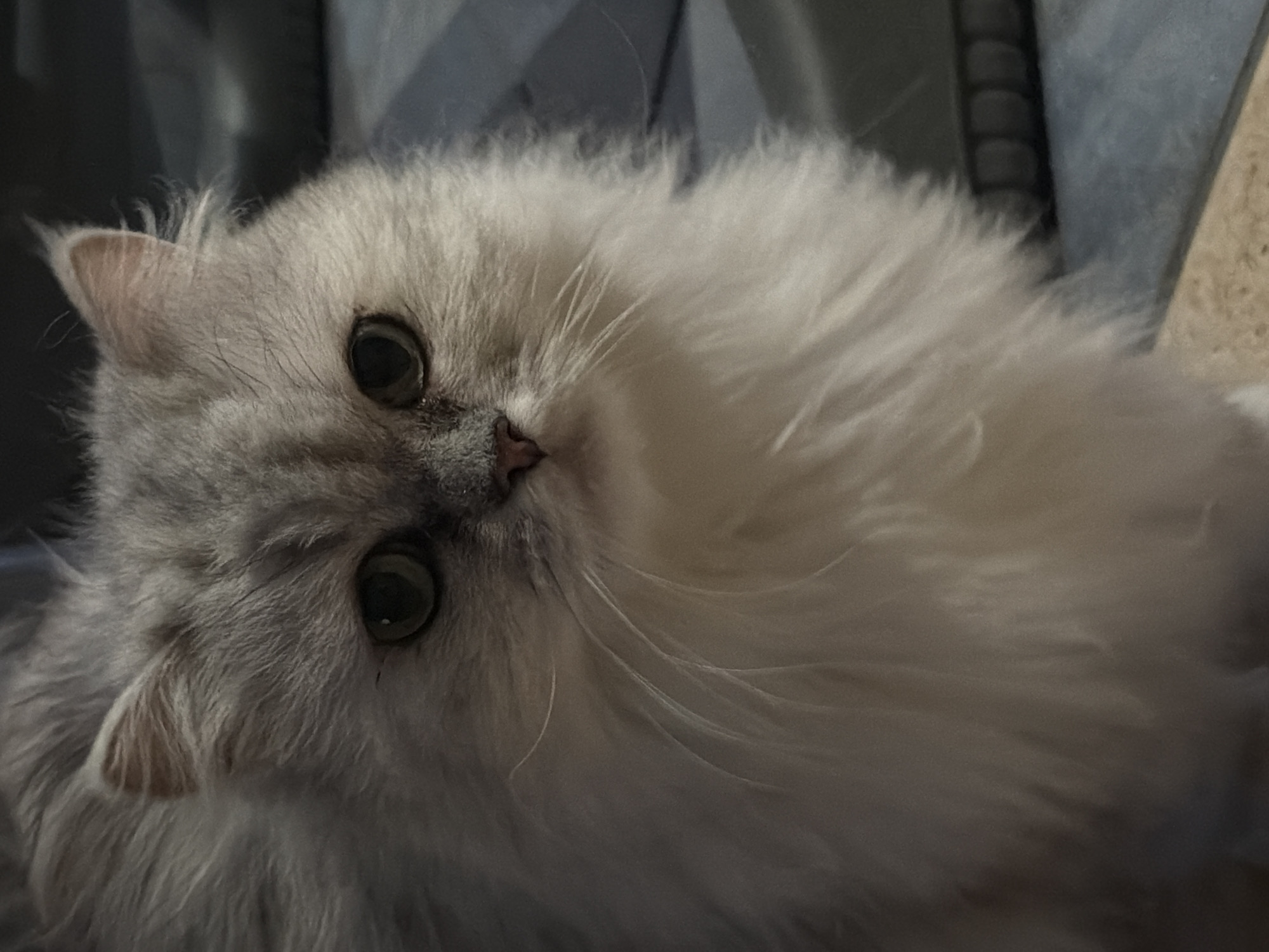A quiet evening in Sharm El Sheikh: cooking, cats, and dusk skies