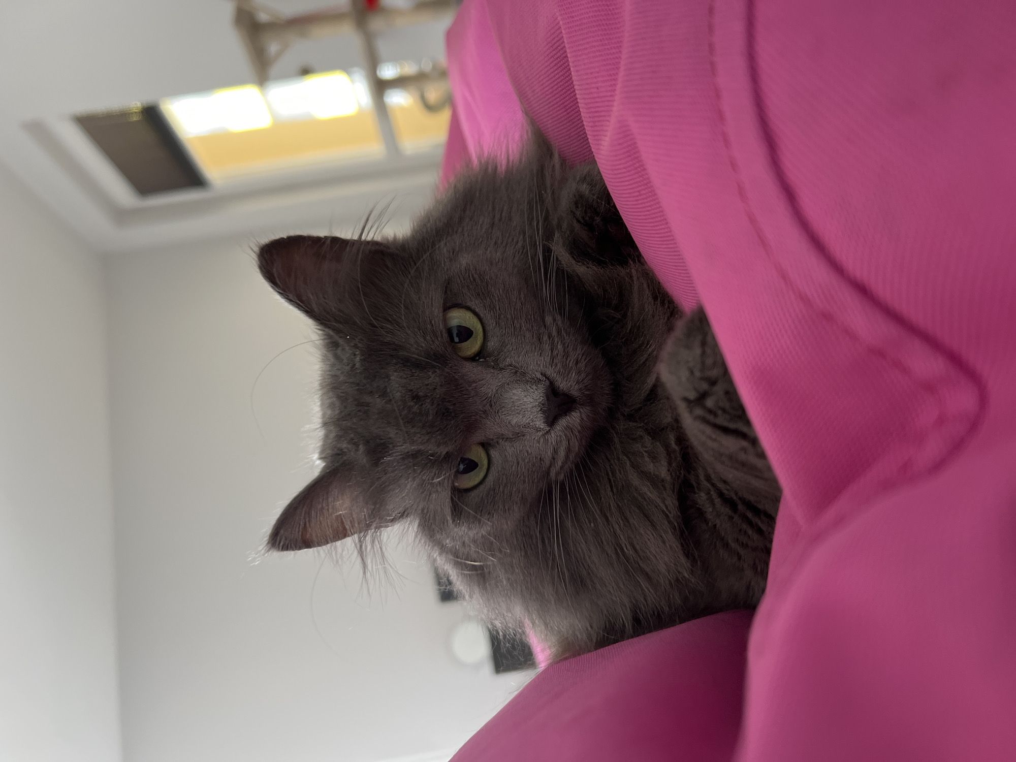 Gray cat peers from pink hoodie in Sofia