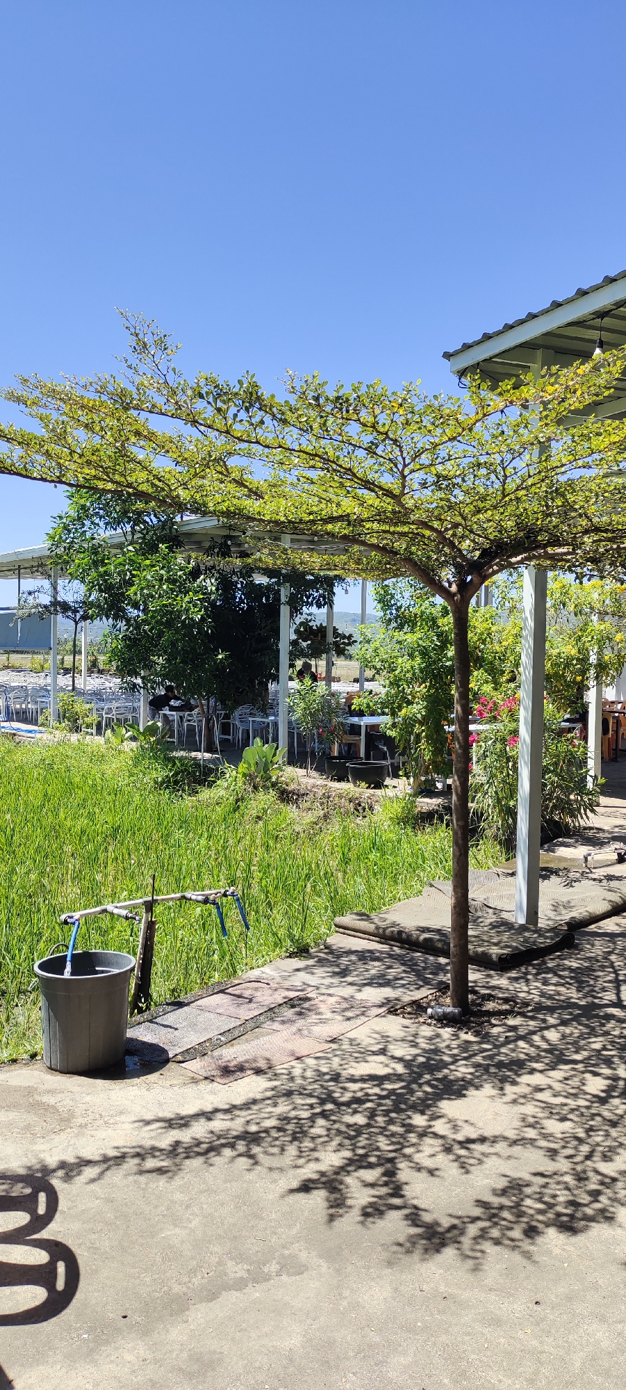 Lunch at a rice paddy-side restaurant in Buengpageu, Indonesia