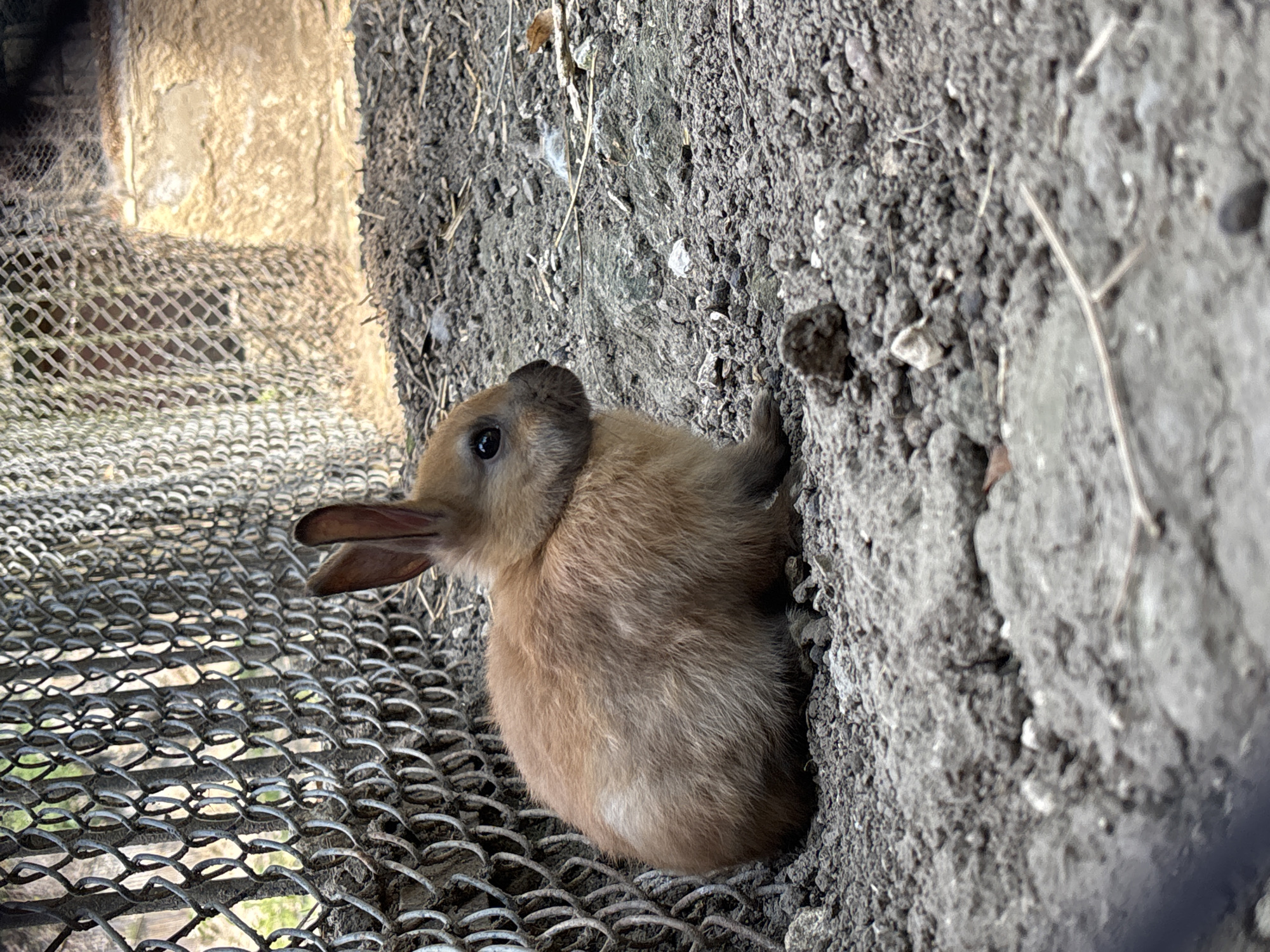 Afternoon walkthrough of the animal enclosures at Pleven Zoo