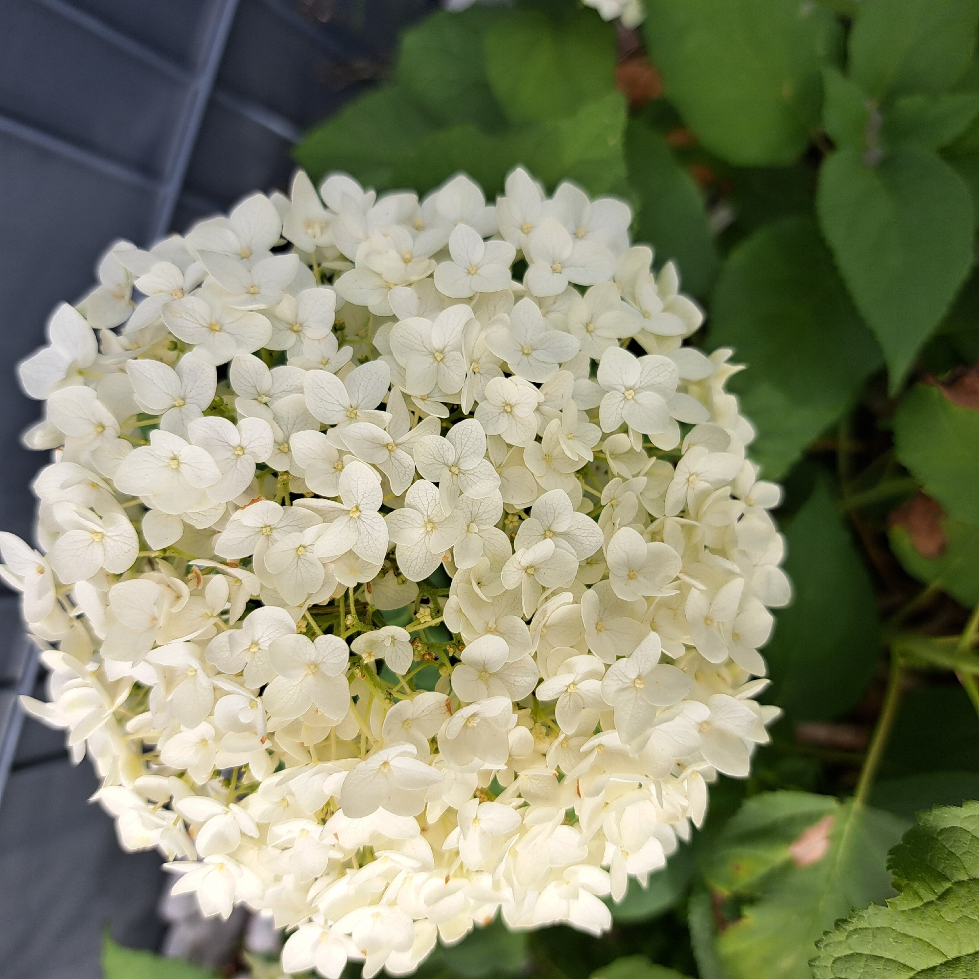 Summer garden in full bloom, flower by flower