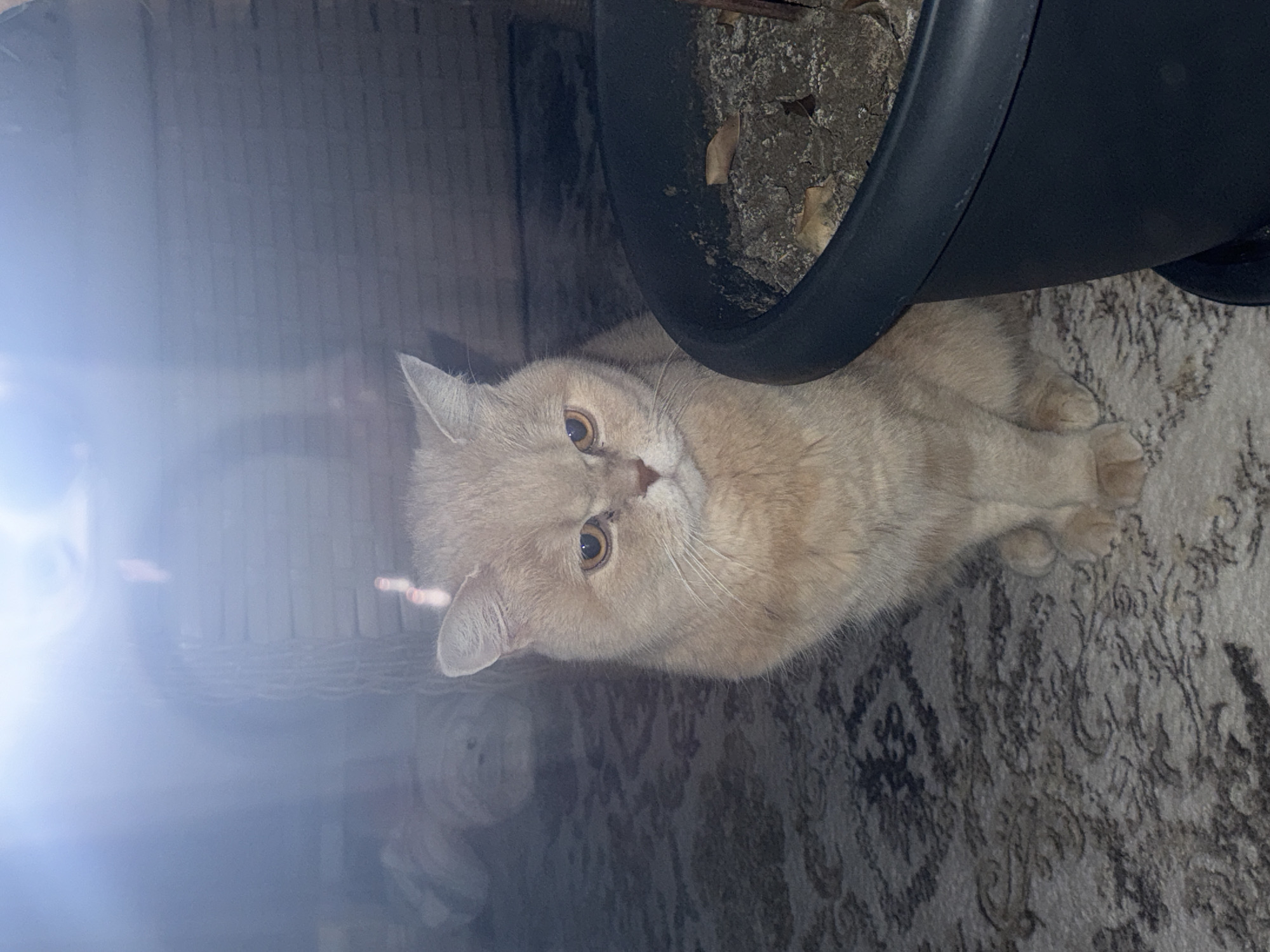 Cat observed indoors near apartment buildings Sunday evening