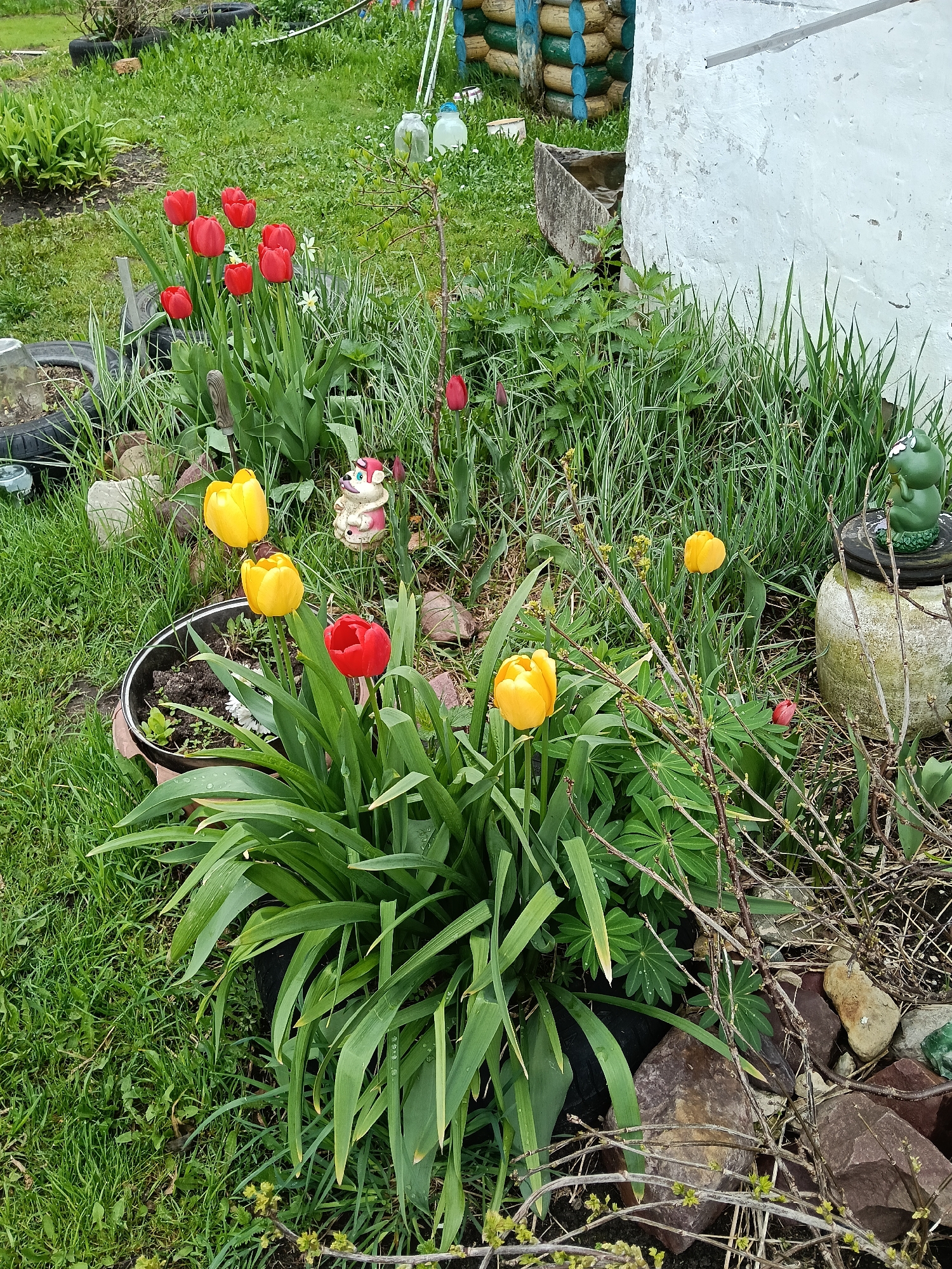 Spring gardening documented in Красный Маяк, Russia village scene