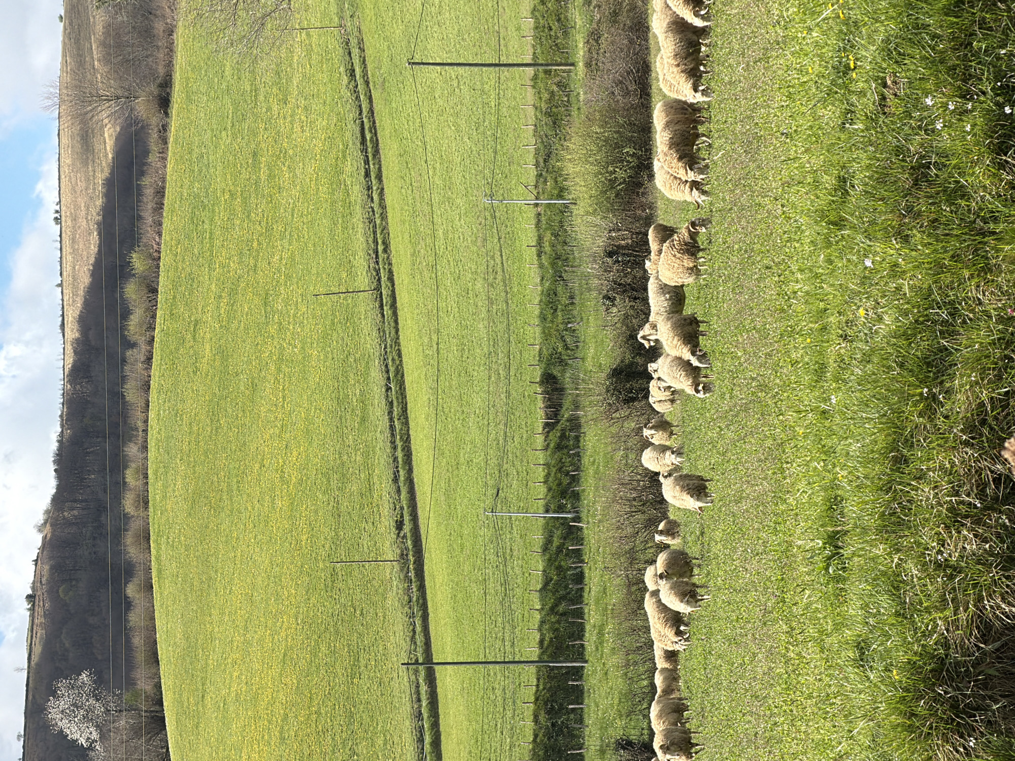 Sheep graze in wildflower meadow near Roquiague, France