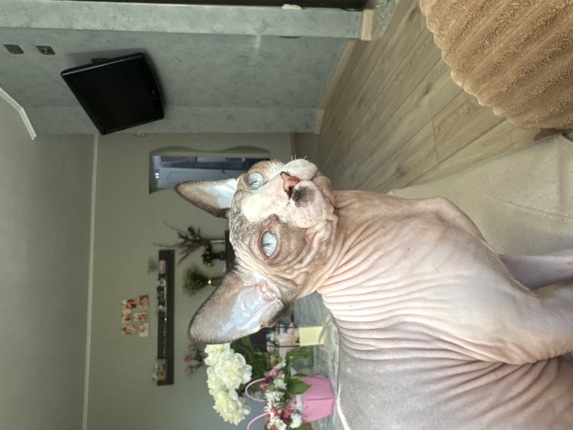 Sphynx cat photographed resting indoors, looking upward