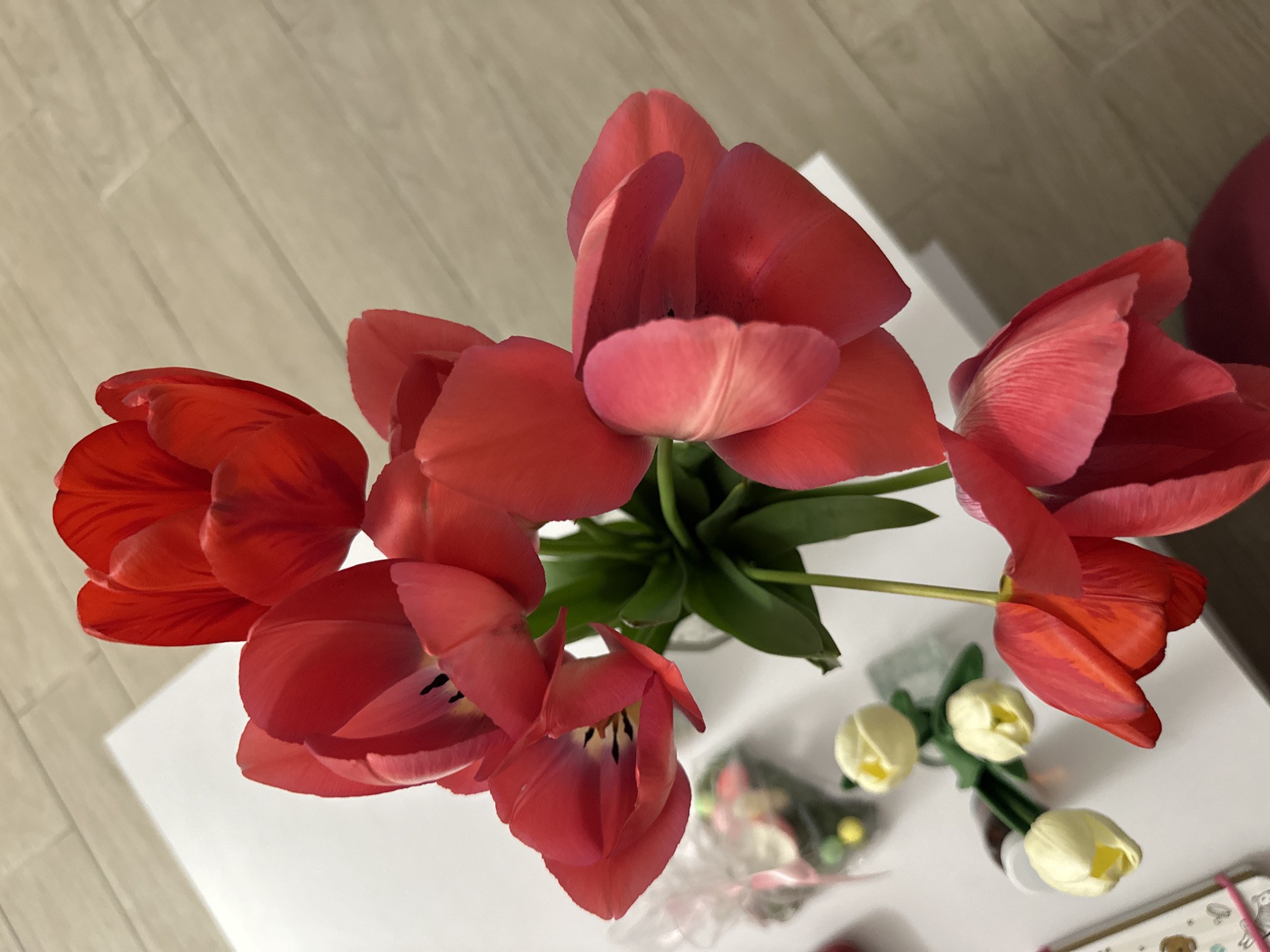 Spring tulip arrangement documented in Sofia home setting