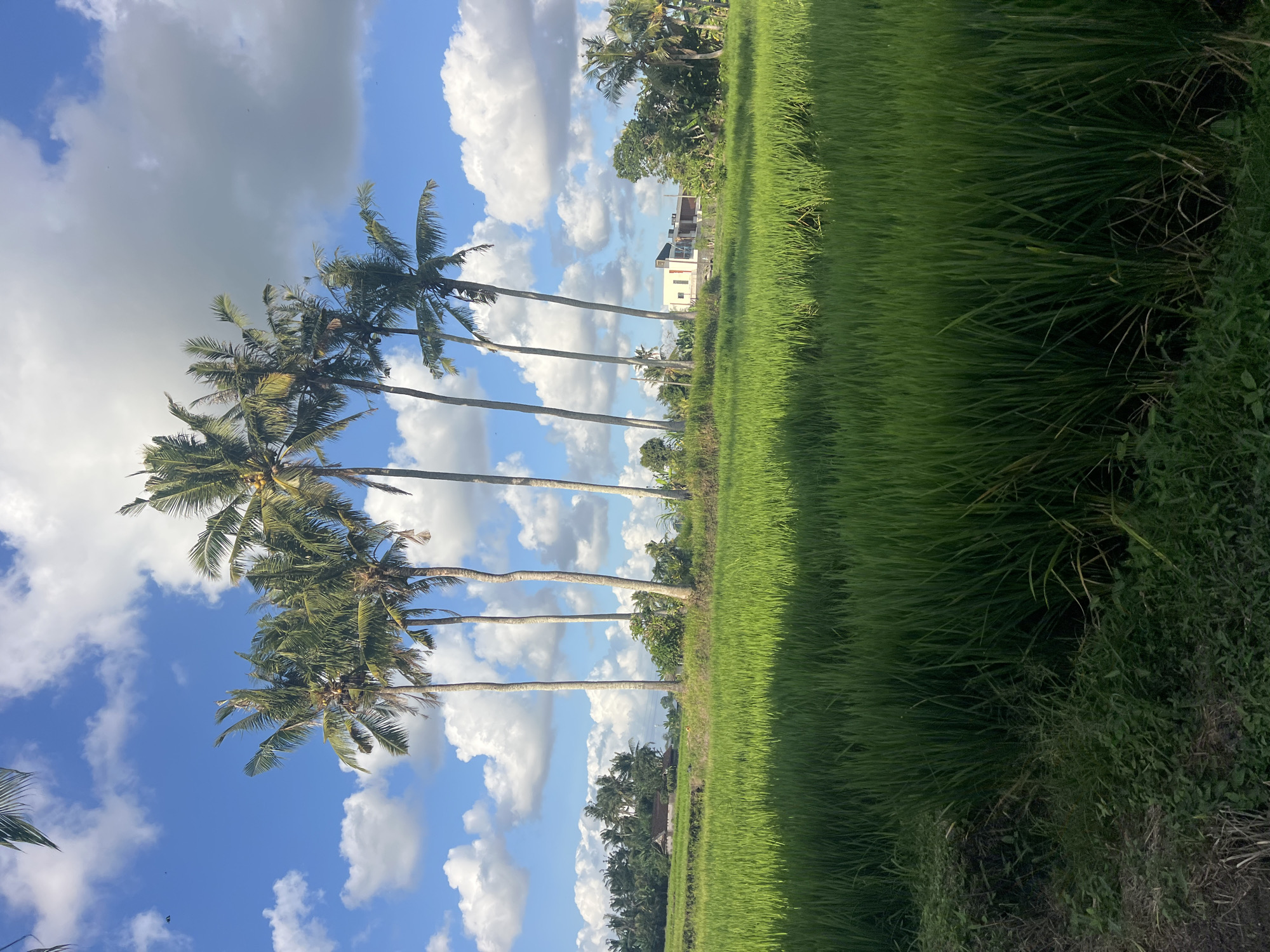 Scooter ride through Kediri's rice fields at golden hour