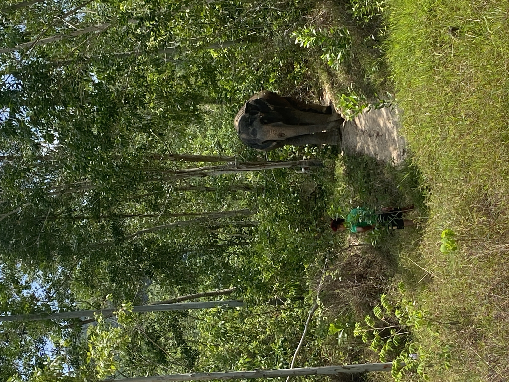 Morning construction work and elephant sanctuary visits in Choeng Thale