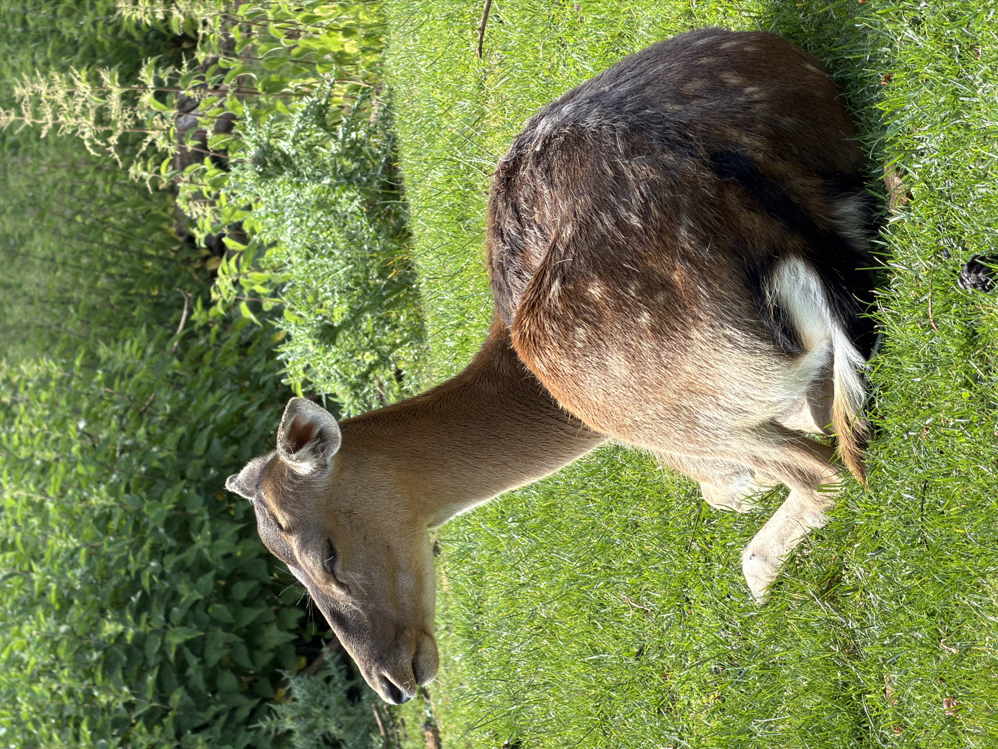 Zoo visit documented in Esch-sur-Alzette featuring various animals