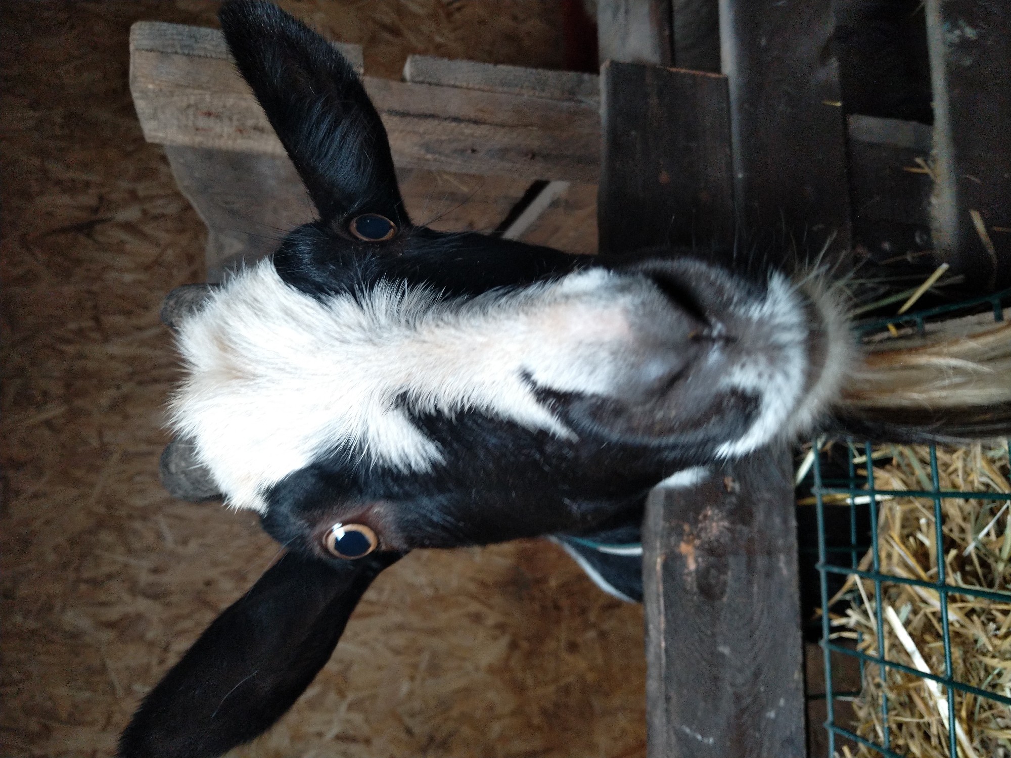 Goats up close in a barn, plus one curious cat eye
