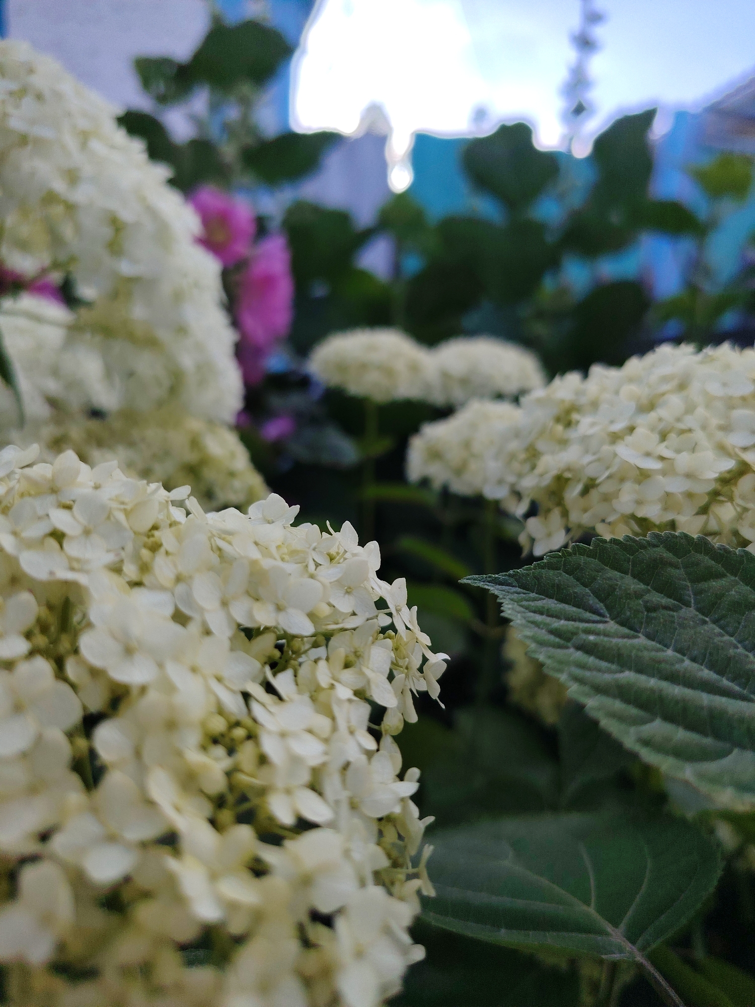 Flowers and a rushing river in Grigorevka, Kyrgyzstan