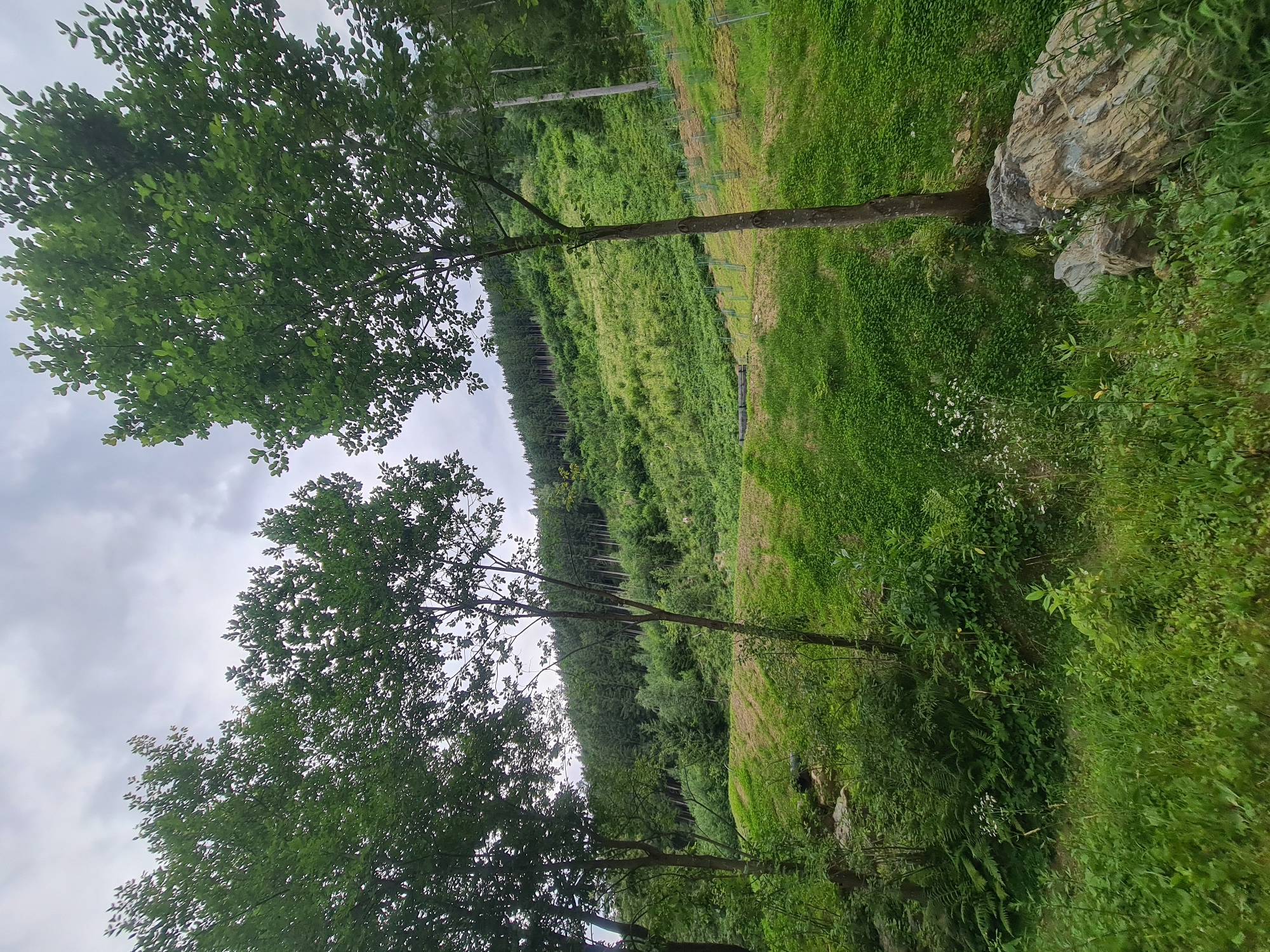 Roaming the fields and forest paths outside Feldkirchen, Kärnten