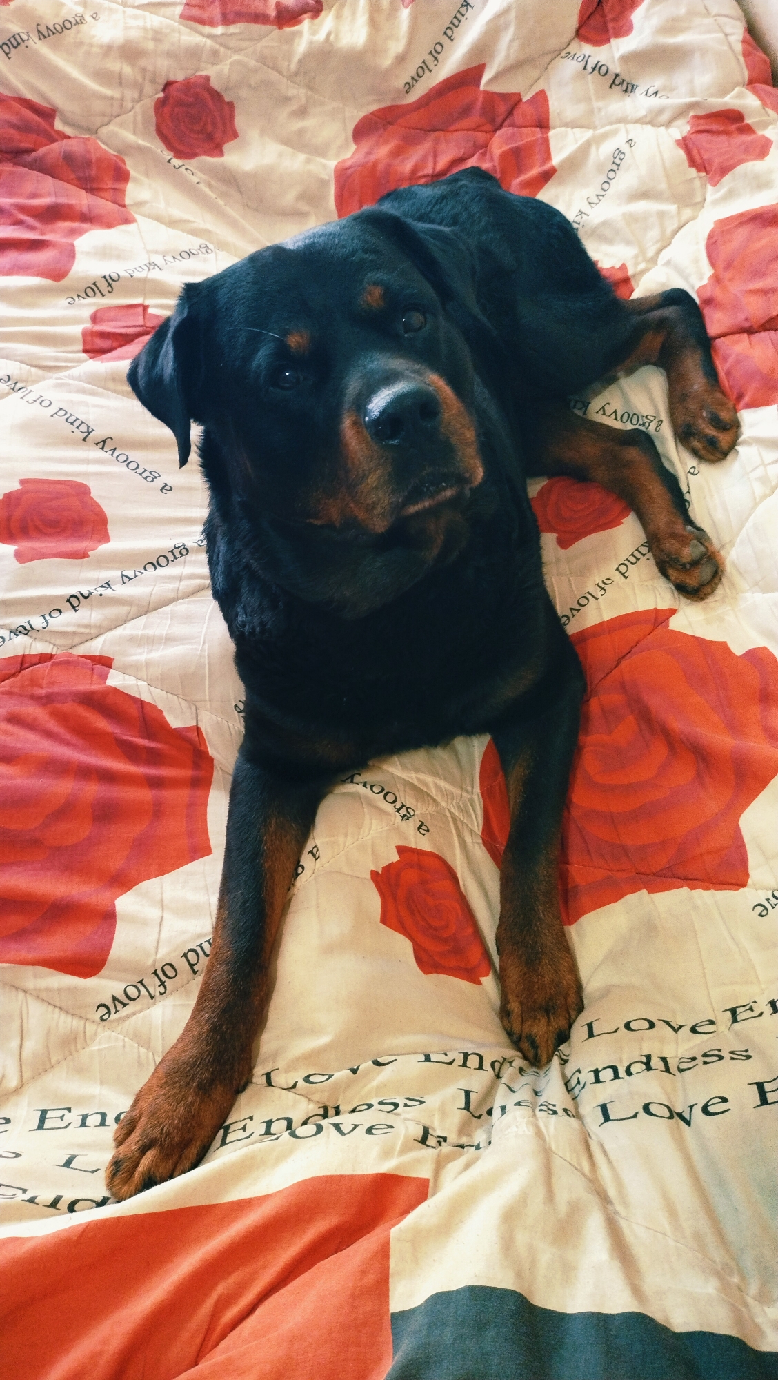 Rottweiler's morning: couch time, outdoor strolls, neighborhood flowers