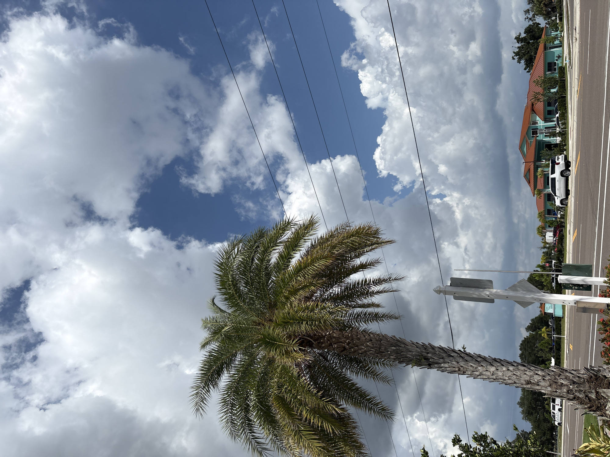 Palm tree against a blue Florida sky in Parrish
