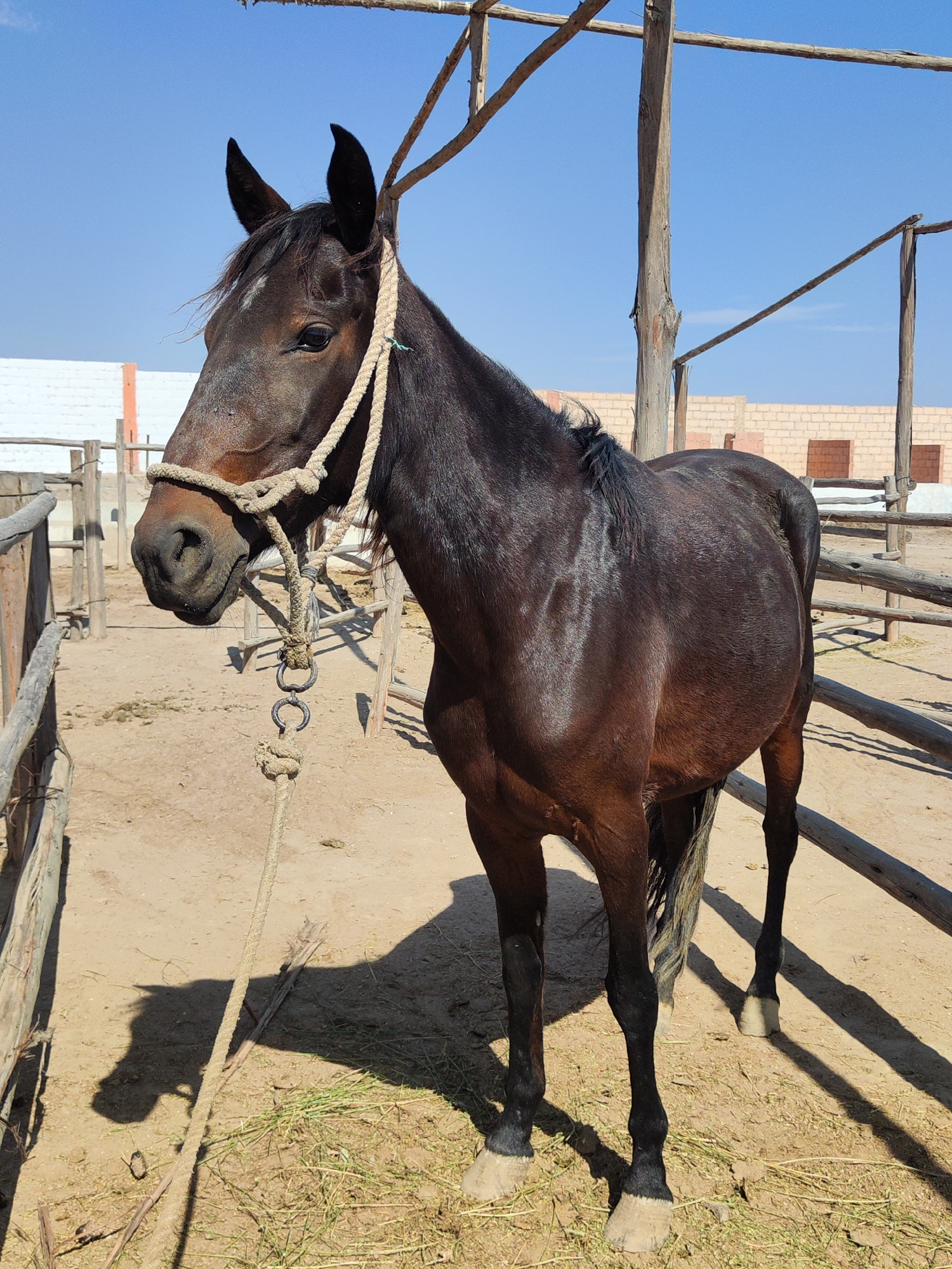 Quiet horse interaction documented at Tacna farm enclosure